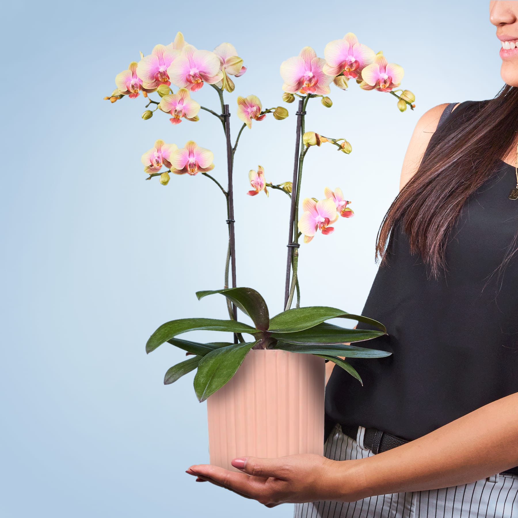 Das Bild zeigt eine Person, die eine Orchidee im Topf mit leuchtend rosa und gelben Blüten vor einem hellblauen Hintergrund hält.