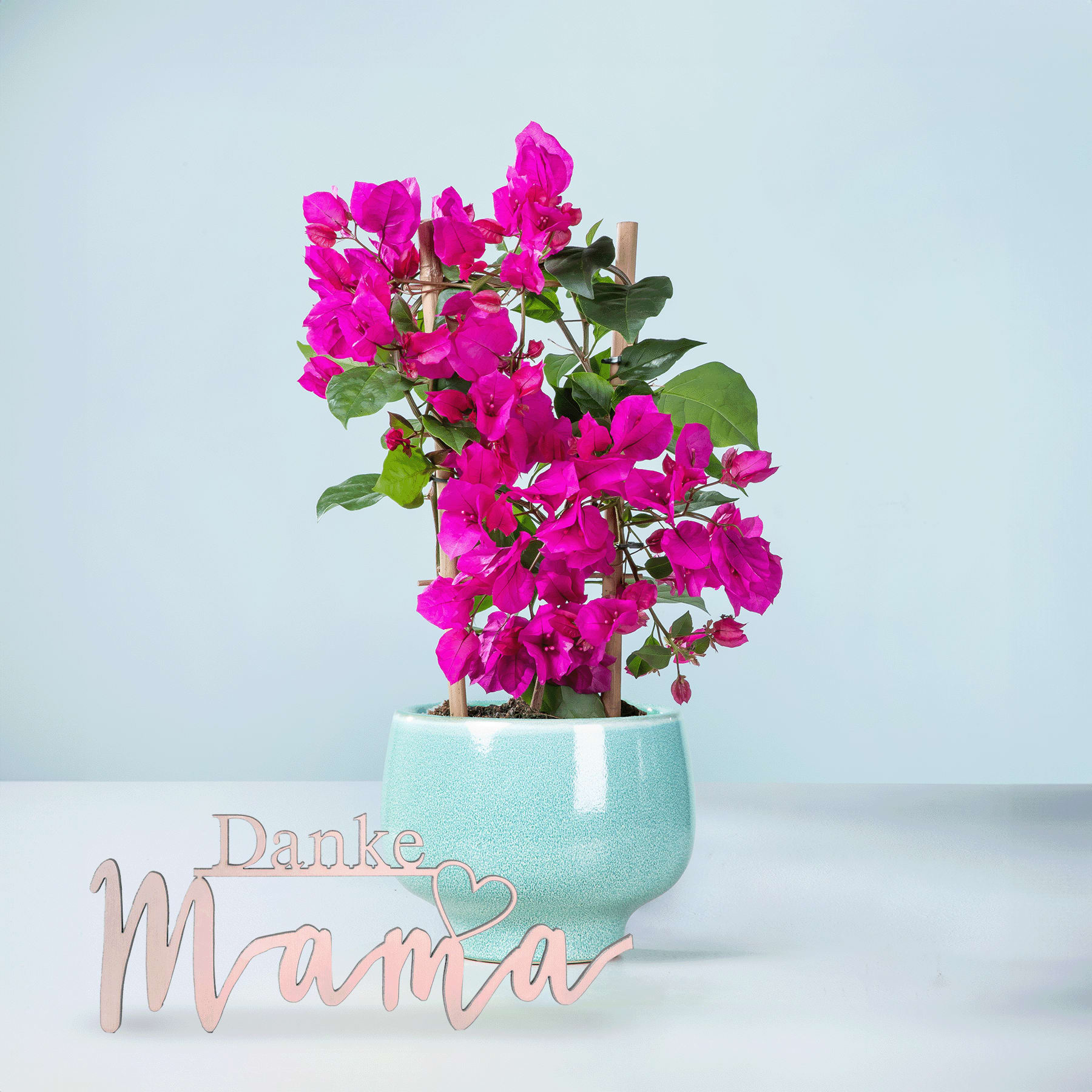 Ein leuchtender Strauß rosa Bougainvillea-Blüten in einem mintgrünen Keramiktopf vor einem schlichten hellblauen Hintergrund.