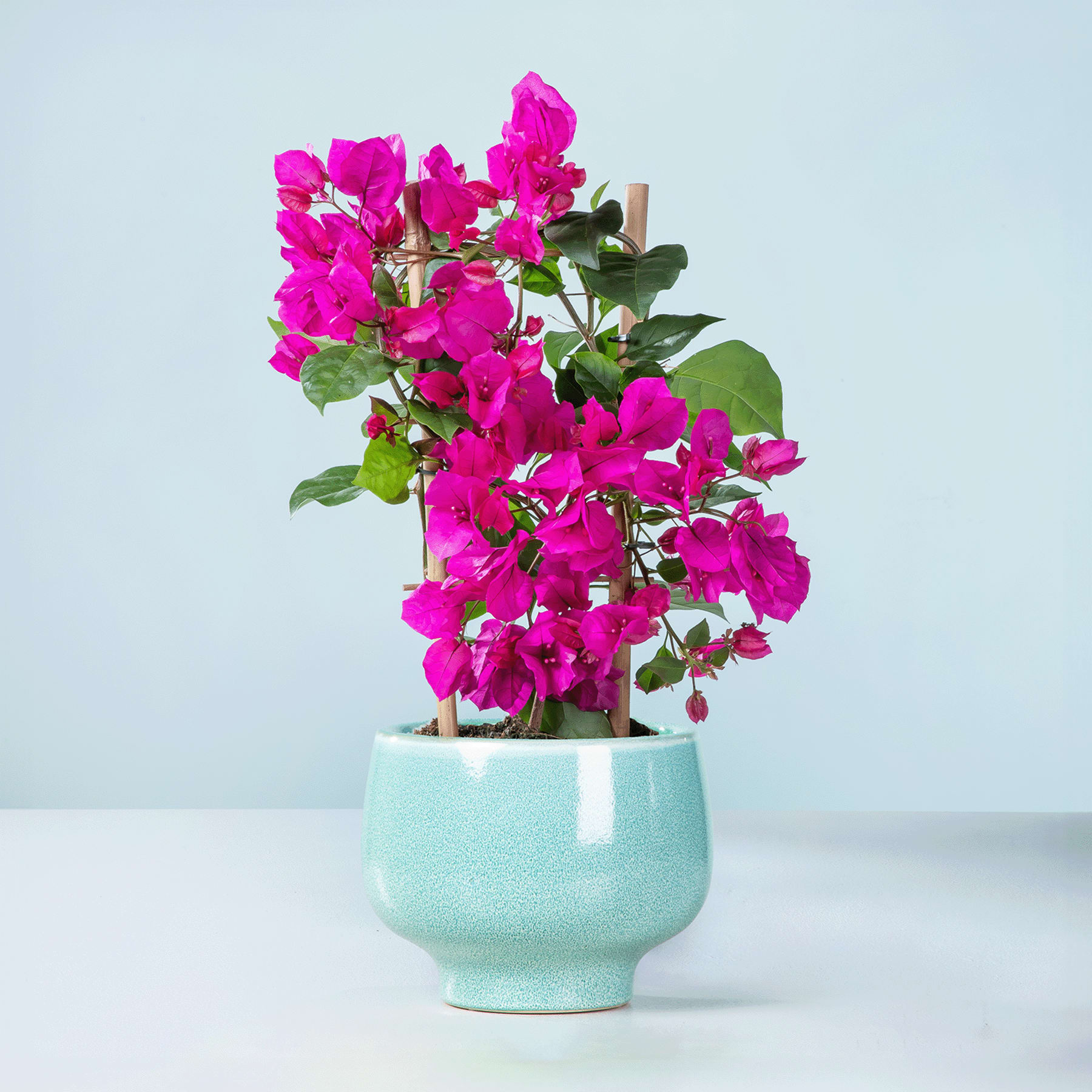 Ein leuchtender Strauß rosa Bougainvillea-Blüten in einer mintgrünen Keramikvase vor einem schlichten hellblauen Hintergrund.