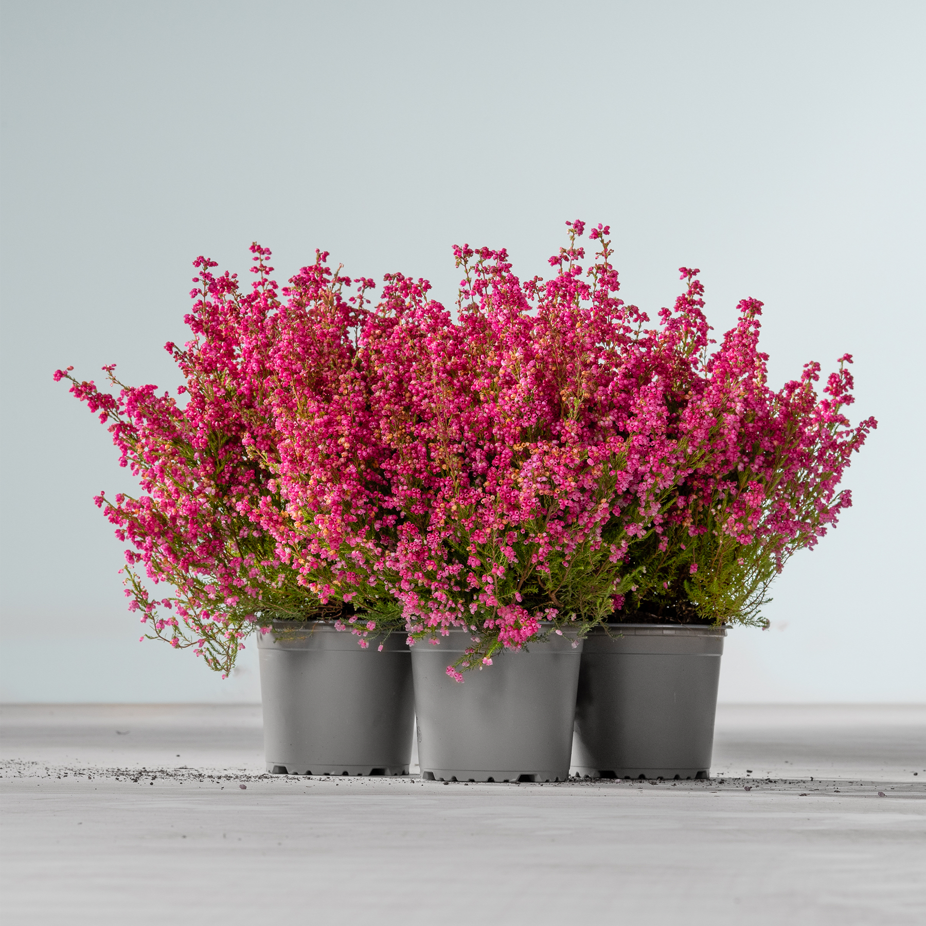 Eine lebendige Darstellung rosa blühender Pflanzen in schwarzen Töpfen vor einem schlichten grauen Hintergrund.
