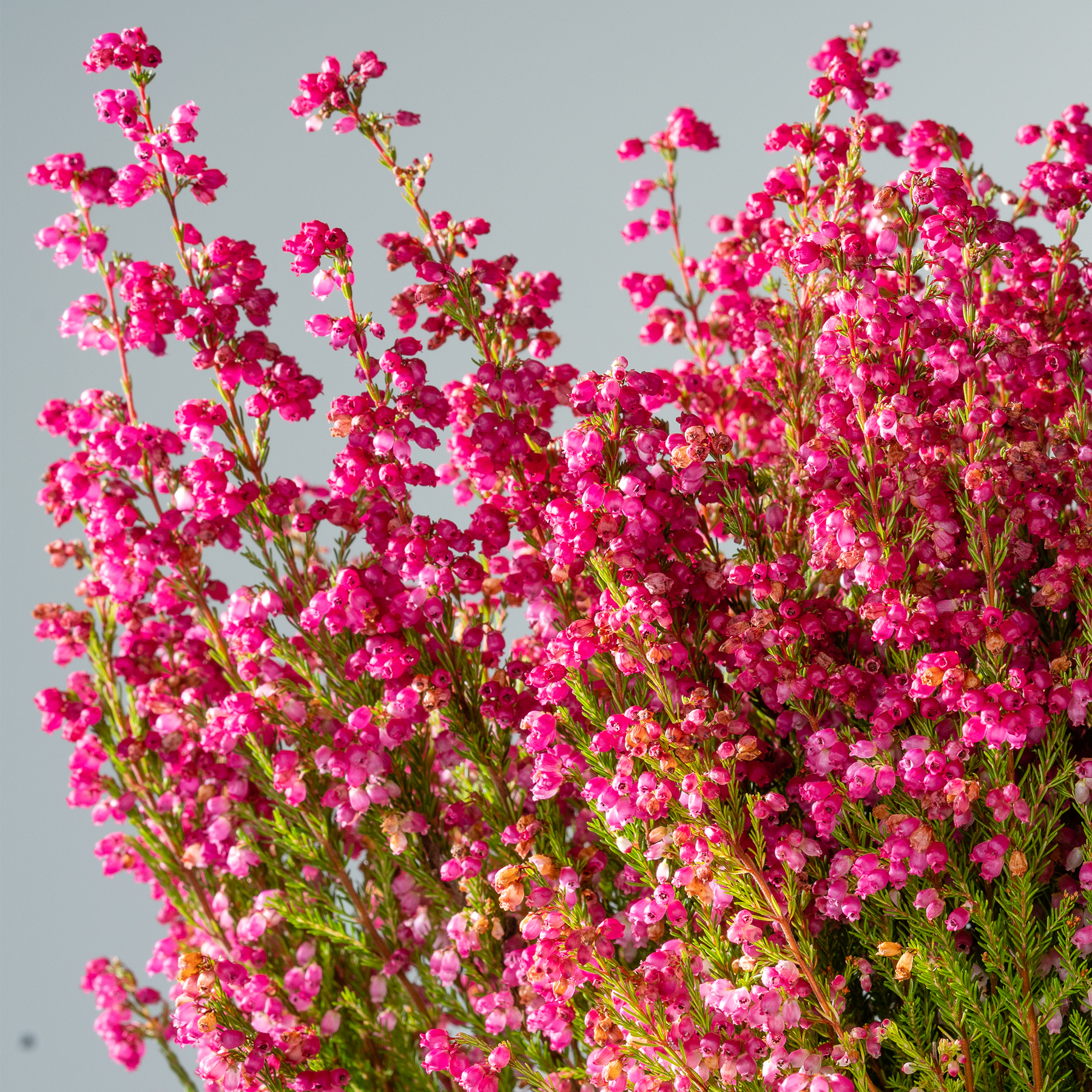 Eine leuchtende Pracht rosa und gelber Wildblumen vor einem klaren blauen Himmel, die eine fesselnde und optisch beeindruckende Szene schafft.