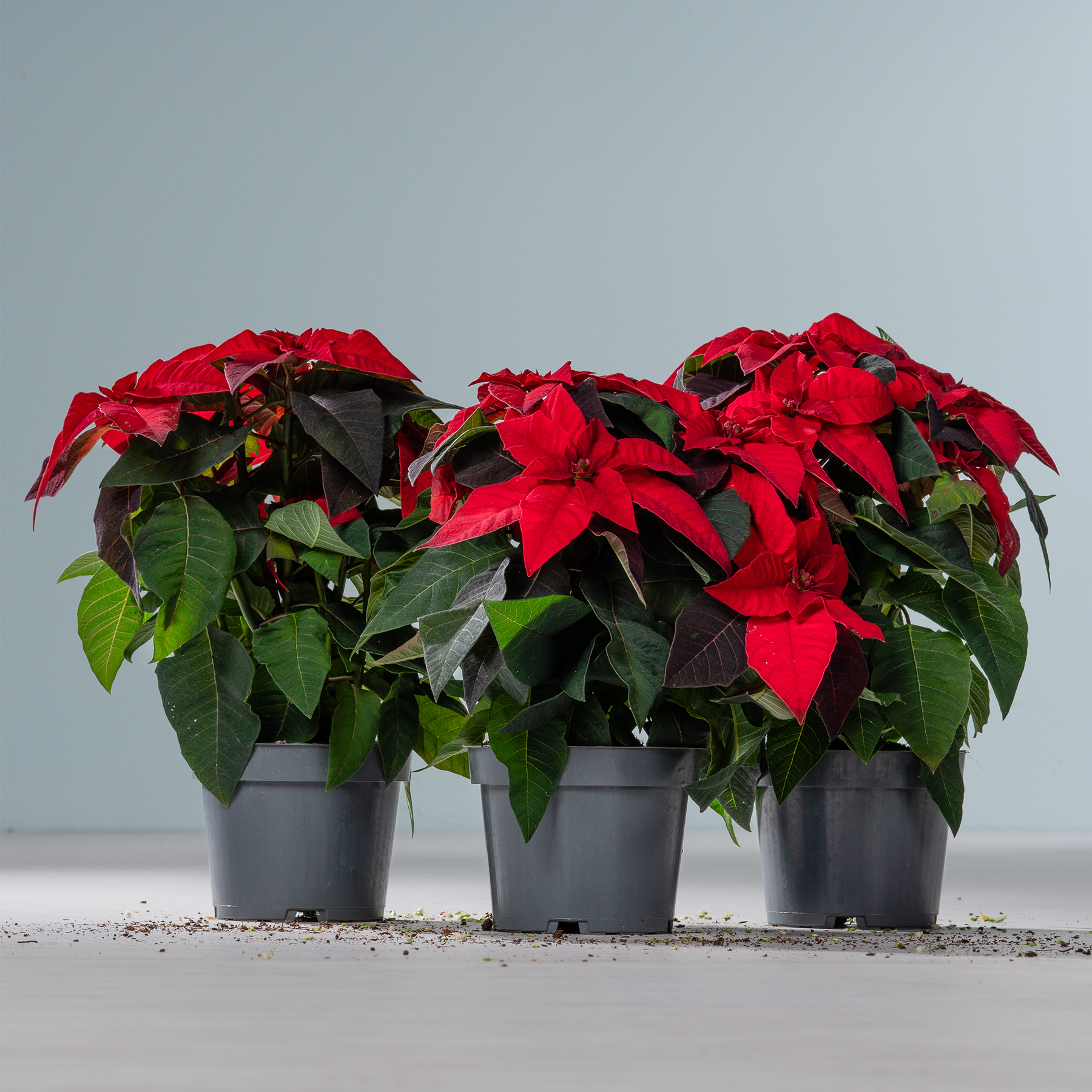 Leuchtend rote Weihnachtssterne in schwarzen Töpfen stehen auf einer schlichten Fläche vor einem neutralen grauen Hintergrund.