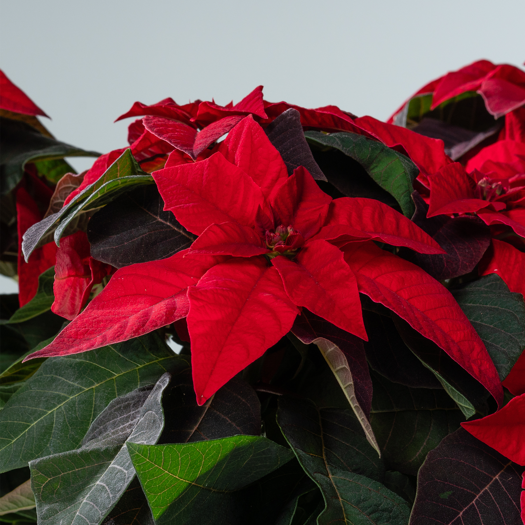 Leuchtend rote Weihnachtssternblüten mit dunkelgrünen Blättern heben sich vor einem unscharfen Hintergrund ab.
