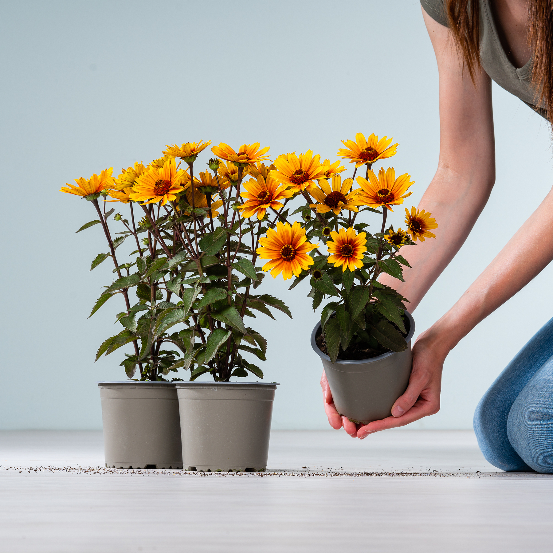 Das Bild zeigt die Hände einer Person, die vor einem schlichten Hintergrund zwei Sonnenblumen in Töpfen mit leuchtend gelben Blütenblättern hält.