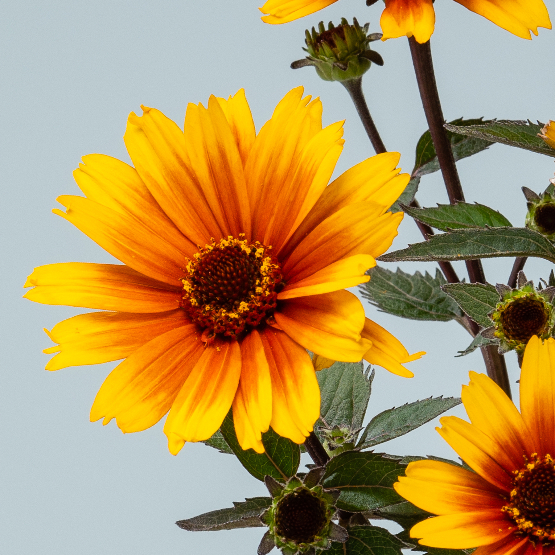 Leuchtend gelbe Sonnenblumen mit üppigen grünen Blättern vor einem hellblauen Himmel.