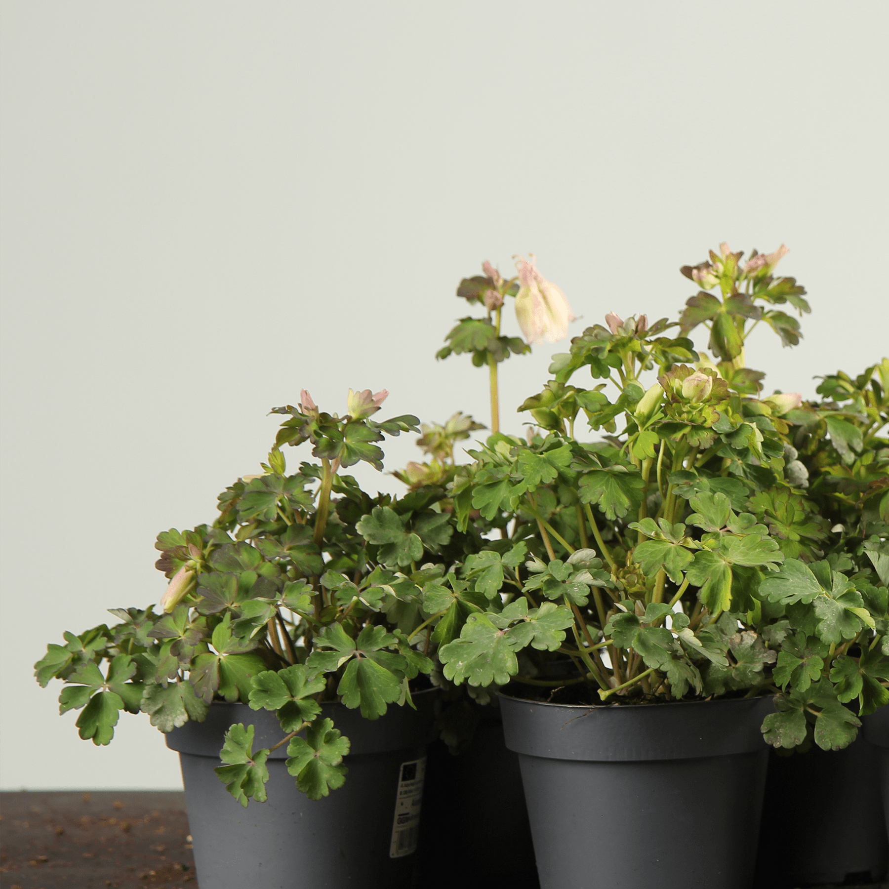 Das Bild zeigt eine Topfpflanze mit üppigen grünen Blättern und kleinen weißen Blüten vor einem schlichten Hintergrund.