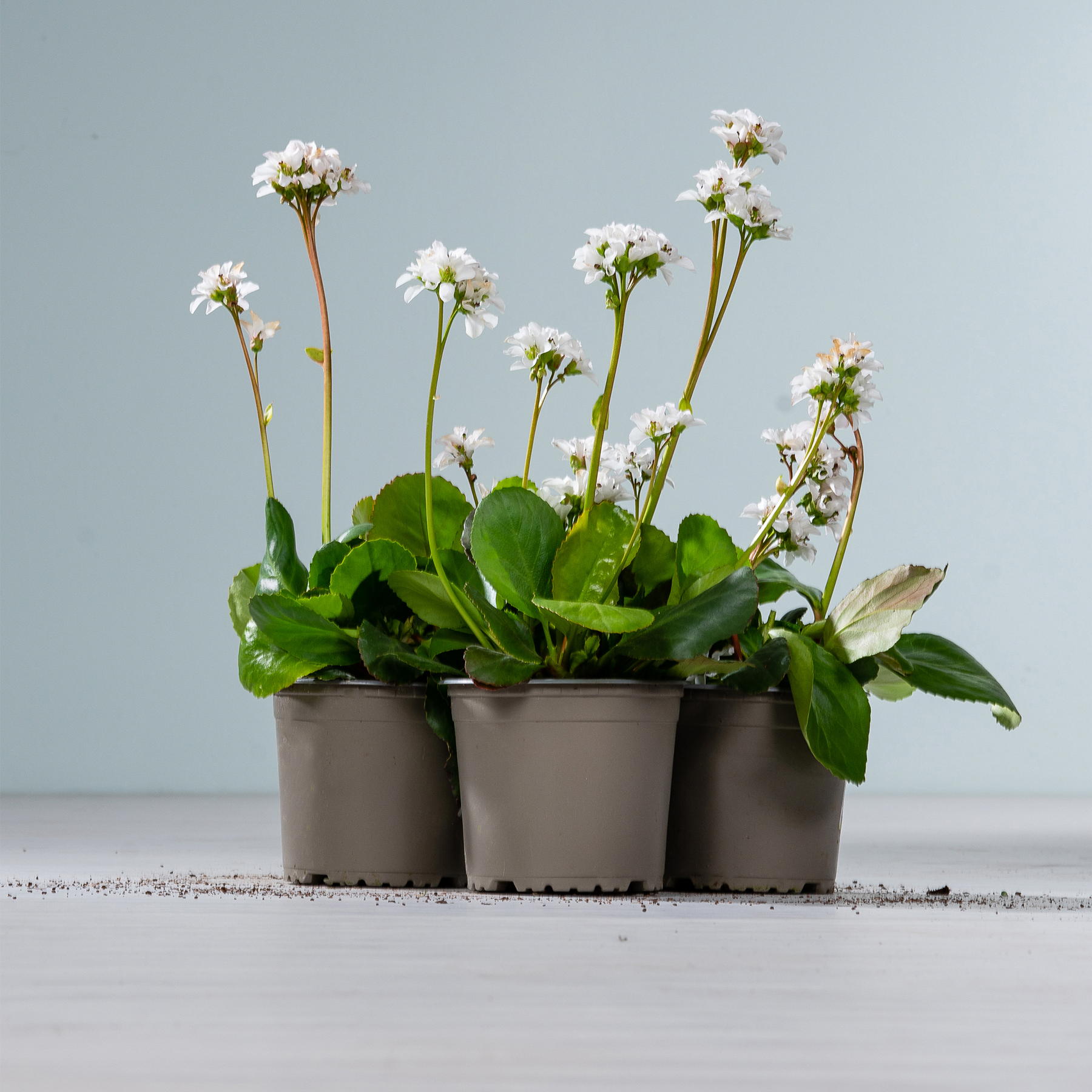 Das Bild zeigt mehrere kleine Topfpflanzen mit weißen Blüten und grünen Blättern, die auf einer Holzoberfläche vor einem schlichten grauen Hintergrund angeordnet sind.