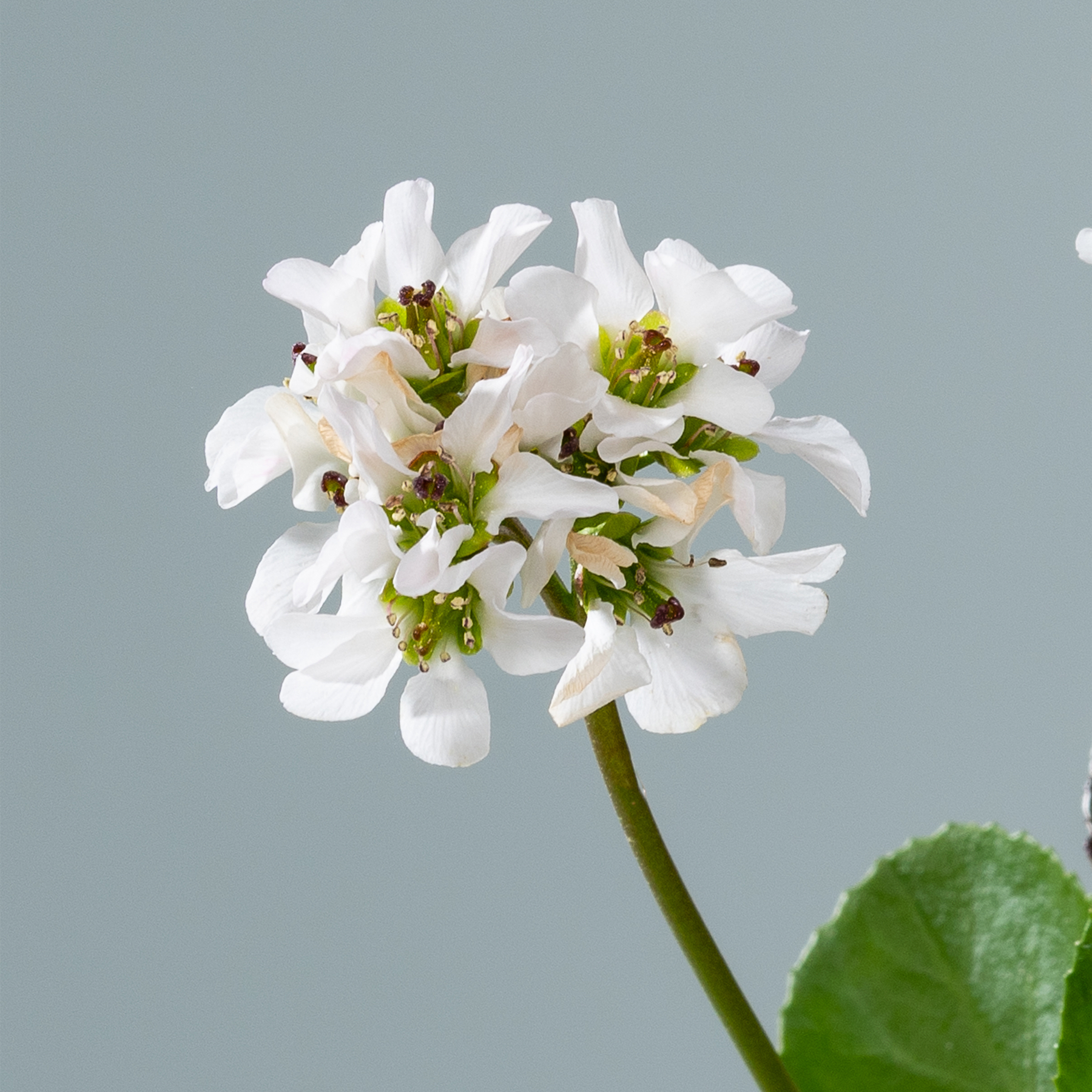 Eine Ansammlung zarter weißer Blüten mit grünen Blättern vor einem gedämpften grauen Hintergrund.