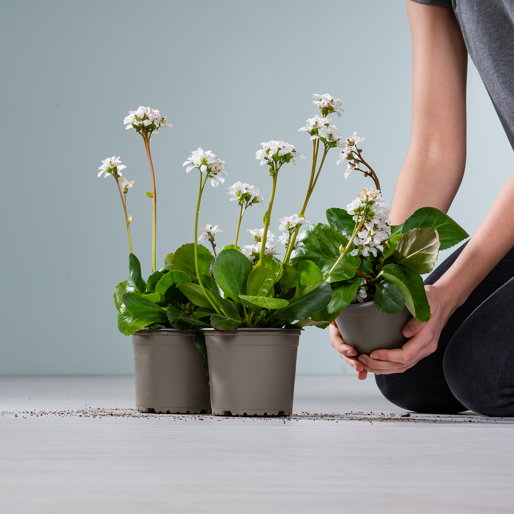 Das Bild zeigt mehrere kleine weiße Blumen in Töpfen, die von einer Person in den Händen gehalten werden, vor einem schlichten grauen Hintergrund.