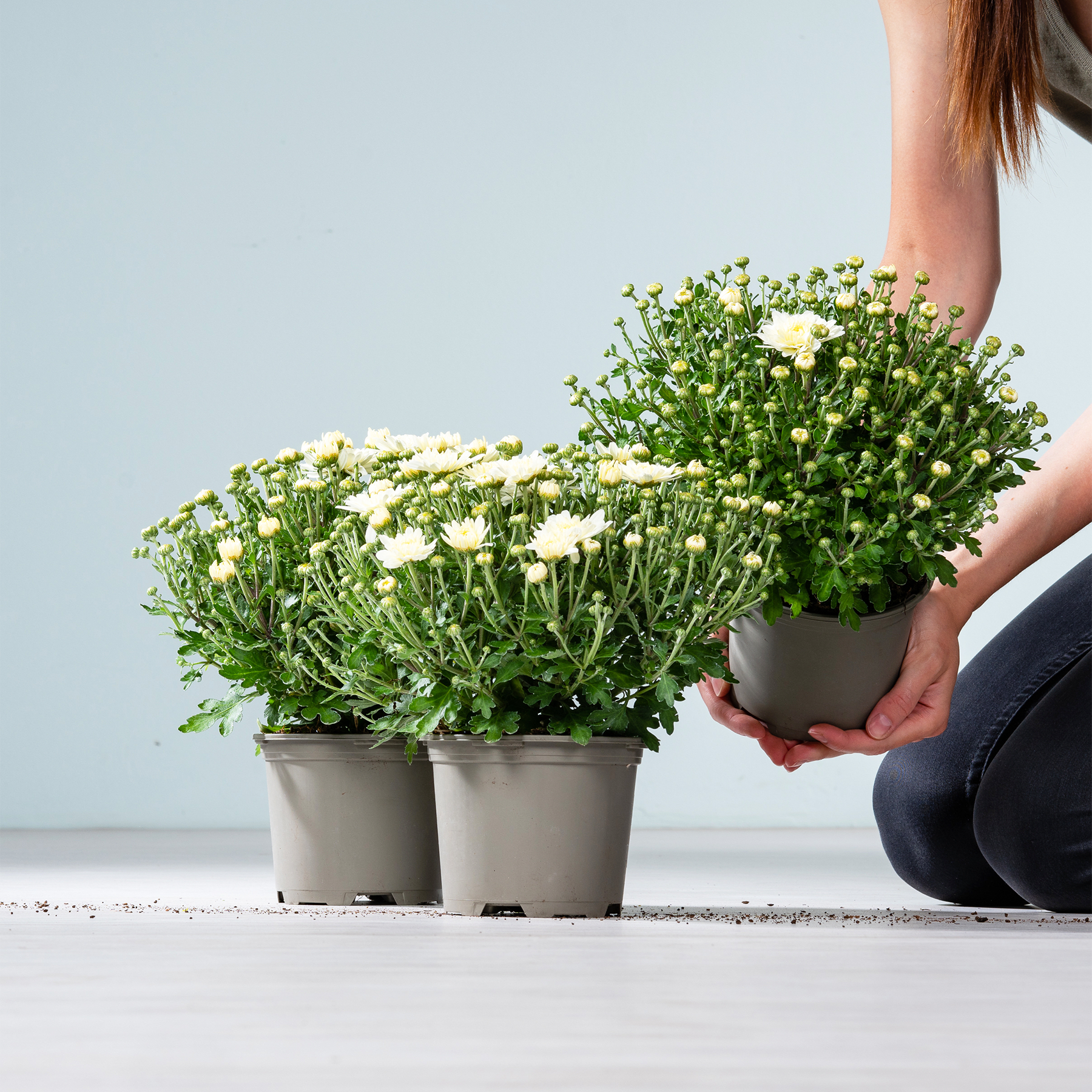 Das Bild zeigt die Hände einer Person, die vor einem schlichten Hintergrund eine Topfpflanze mit weißen Blüten hält.
