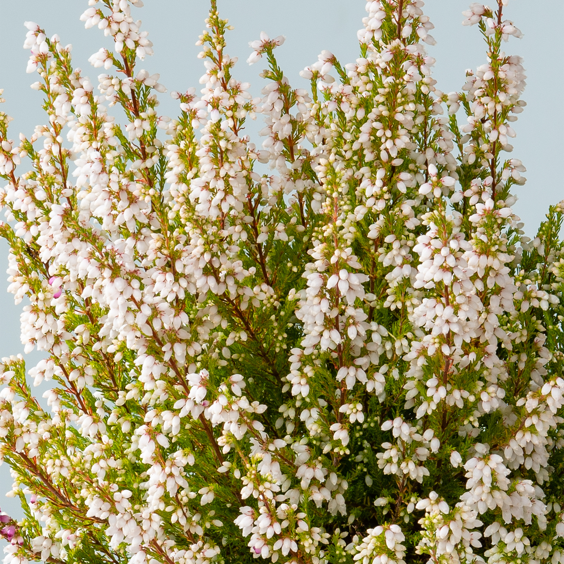 Ein üppiger, leuchtender Busch mit zarten weißen Blüten blüht vor einem sanften blauen Himmel und schafft eine heitere und malerische Szene.