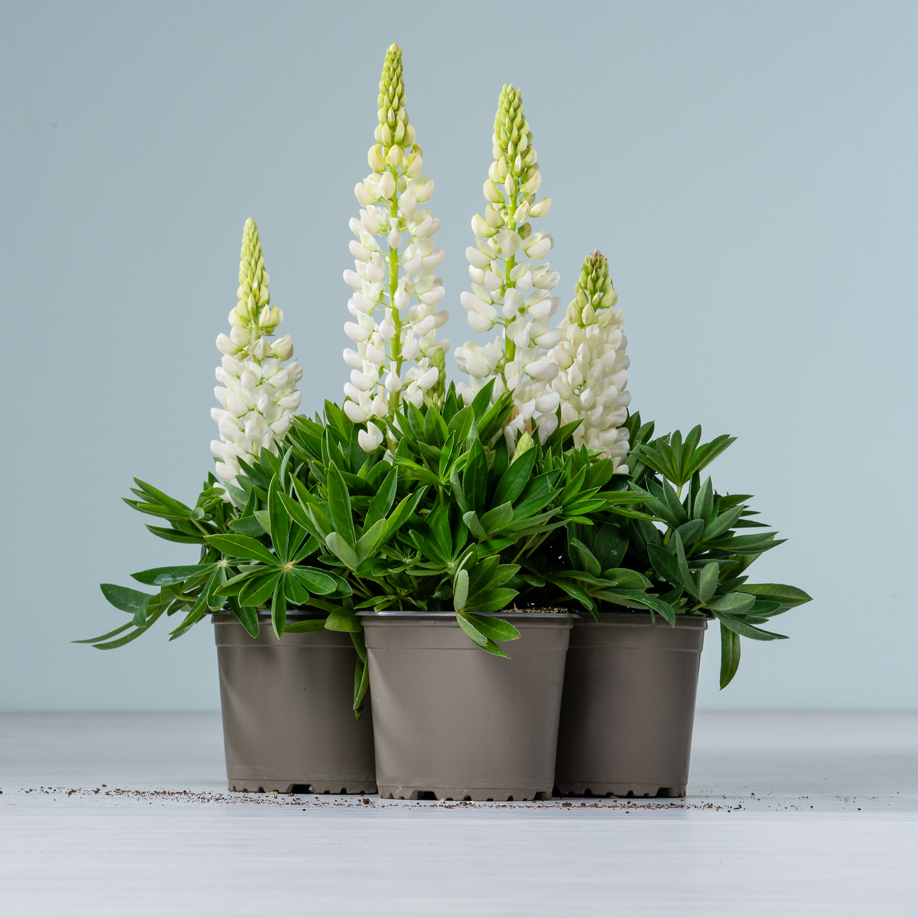 Eine Gruppe weißer Lupinenblüten in Töpfen mit grünem Laub steht auf einer weißen Fläche vor einem hellblauen Hintergrund.