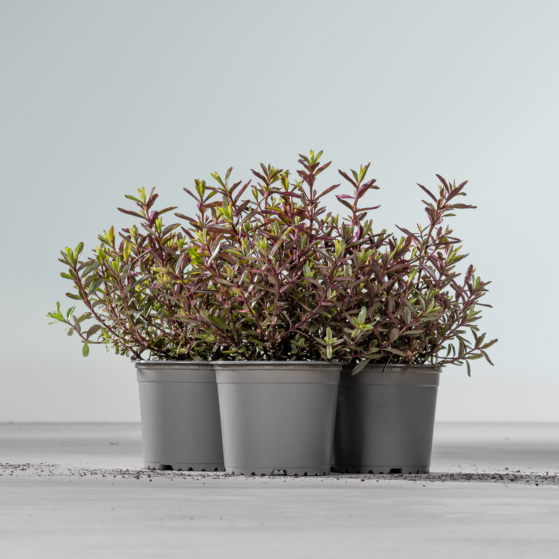 Topfpflanzen mit leuchtend violettem und grünem Laub stehen auf einer schlichten grauen Oberfläche vor einem hellen Hintergrund.