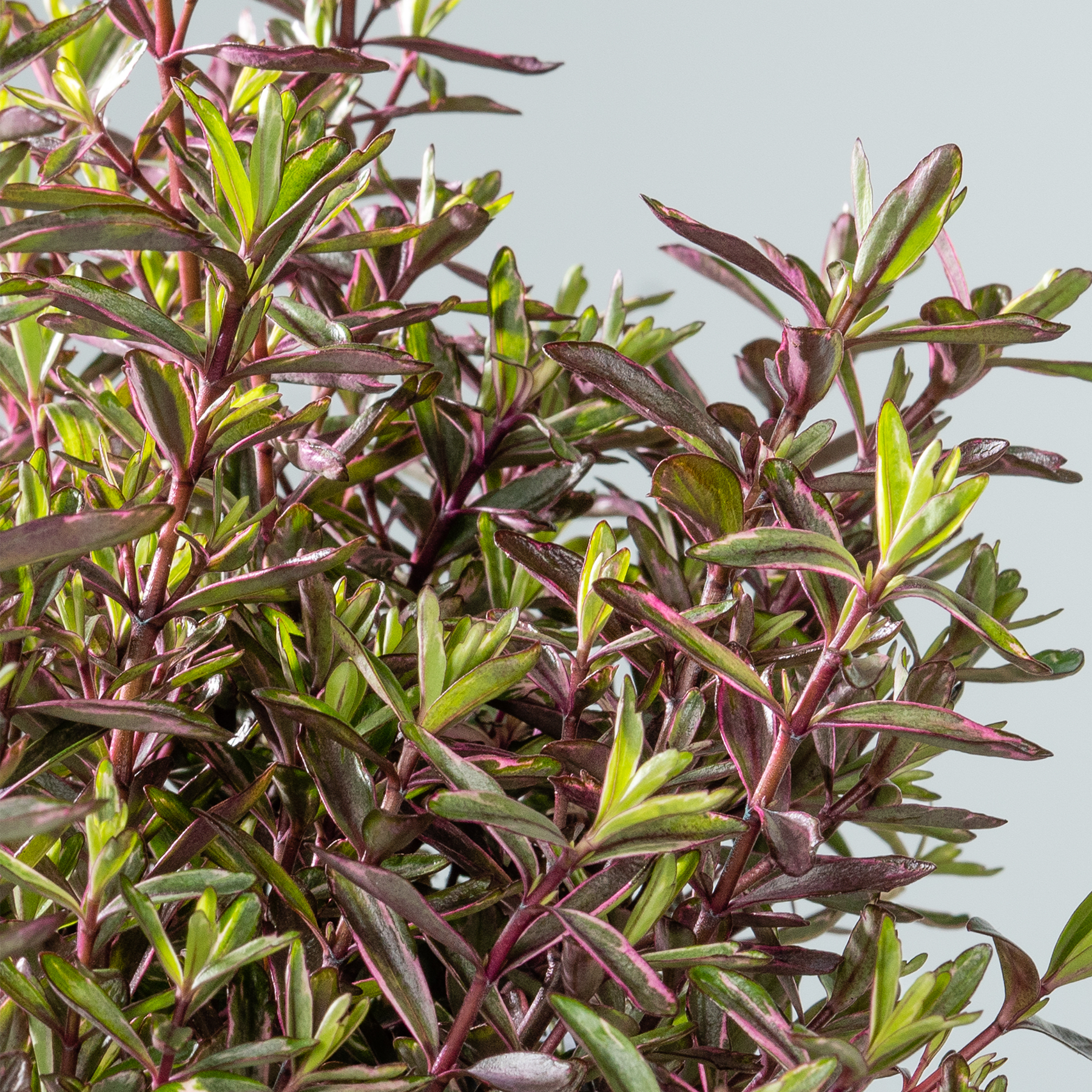 Das Bild zeigt eine dichte Ansammlung üppiger, leuchtender Blätter mit einer Mischung aus grünen und rötlich-violetten Blättern, die vor einem neutralen Hintergrund eine optisch beeindruckende und strukturierte Pflanzenkomposition bilden.