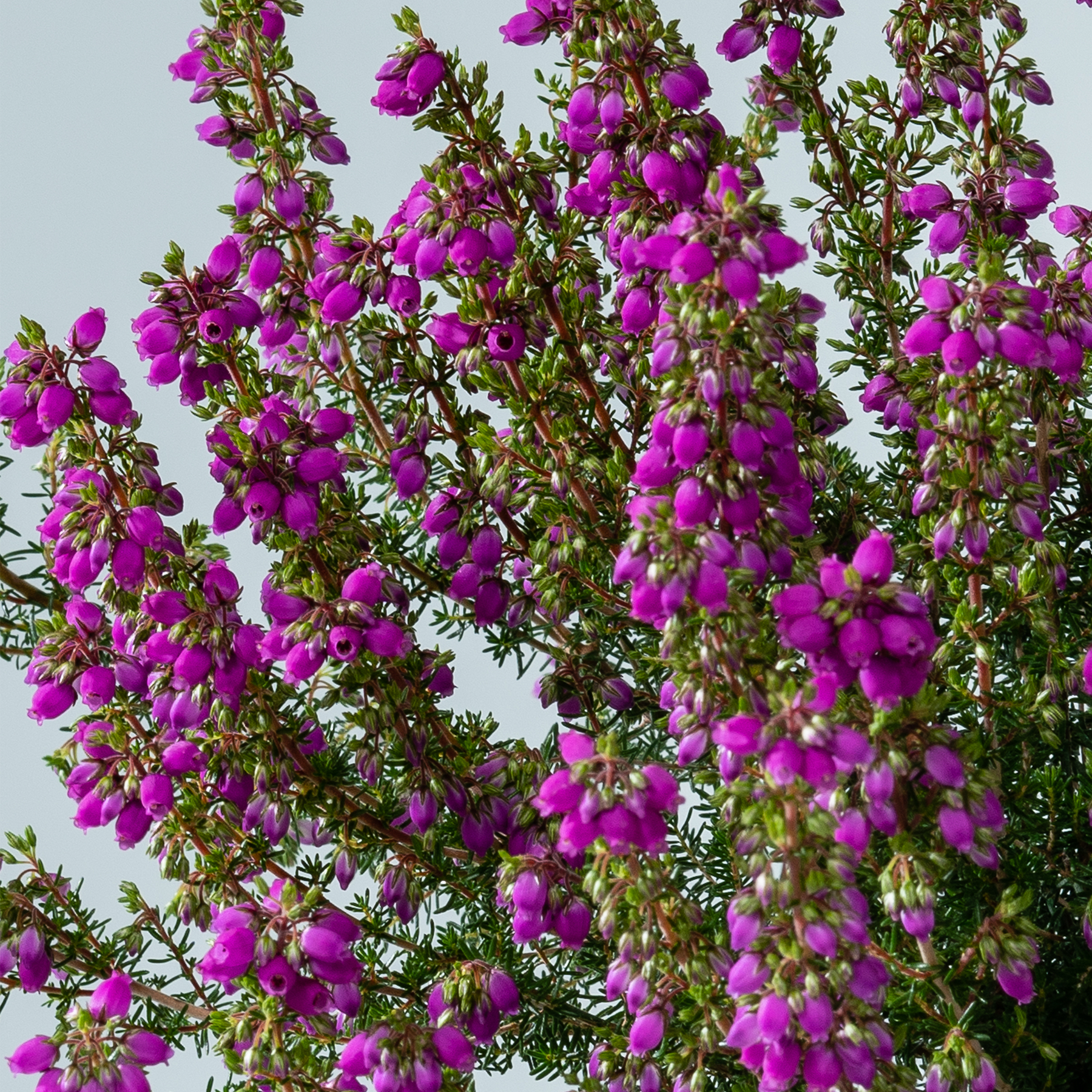 Eine üppige, leuchtende Blütenpracht aus violettem Heidekraut ziert den Vordergrund und bildet einen schönen Kontrast zum grünen Laub im Hintergrund.