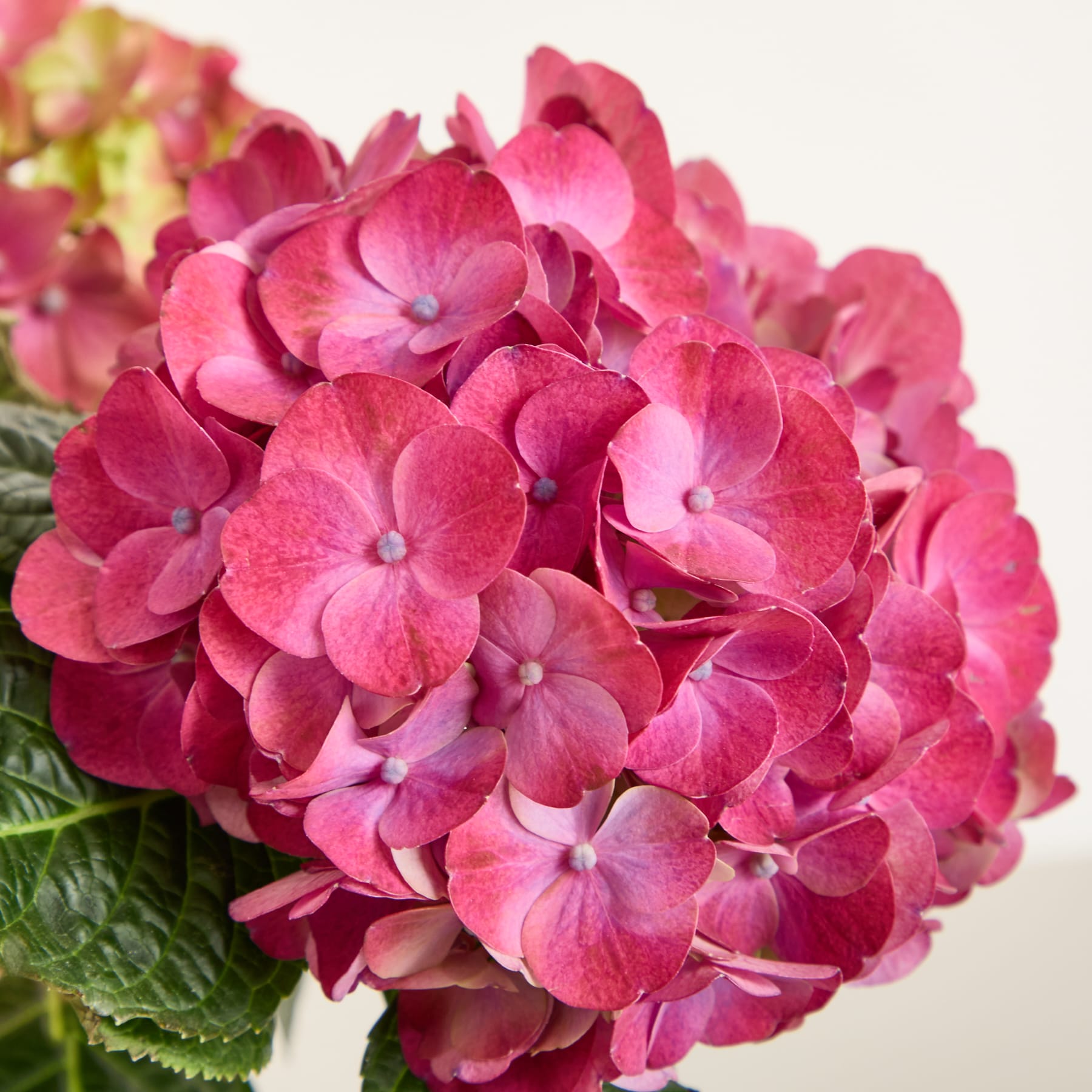 Ein leuchtender Strauß rosa und grüner Hortensienblüten füllt den Rahmen. Ihre zarten Blütenblätter und das üppige Laub bilden vor einem schlichten weißen Hintergrund eine optisch beeindruckende und harmonische Komposition.