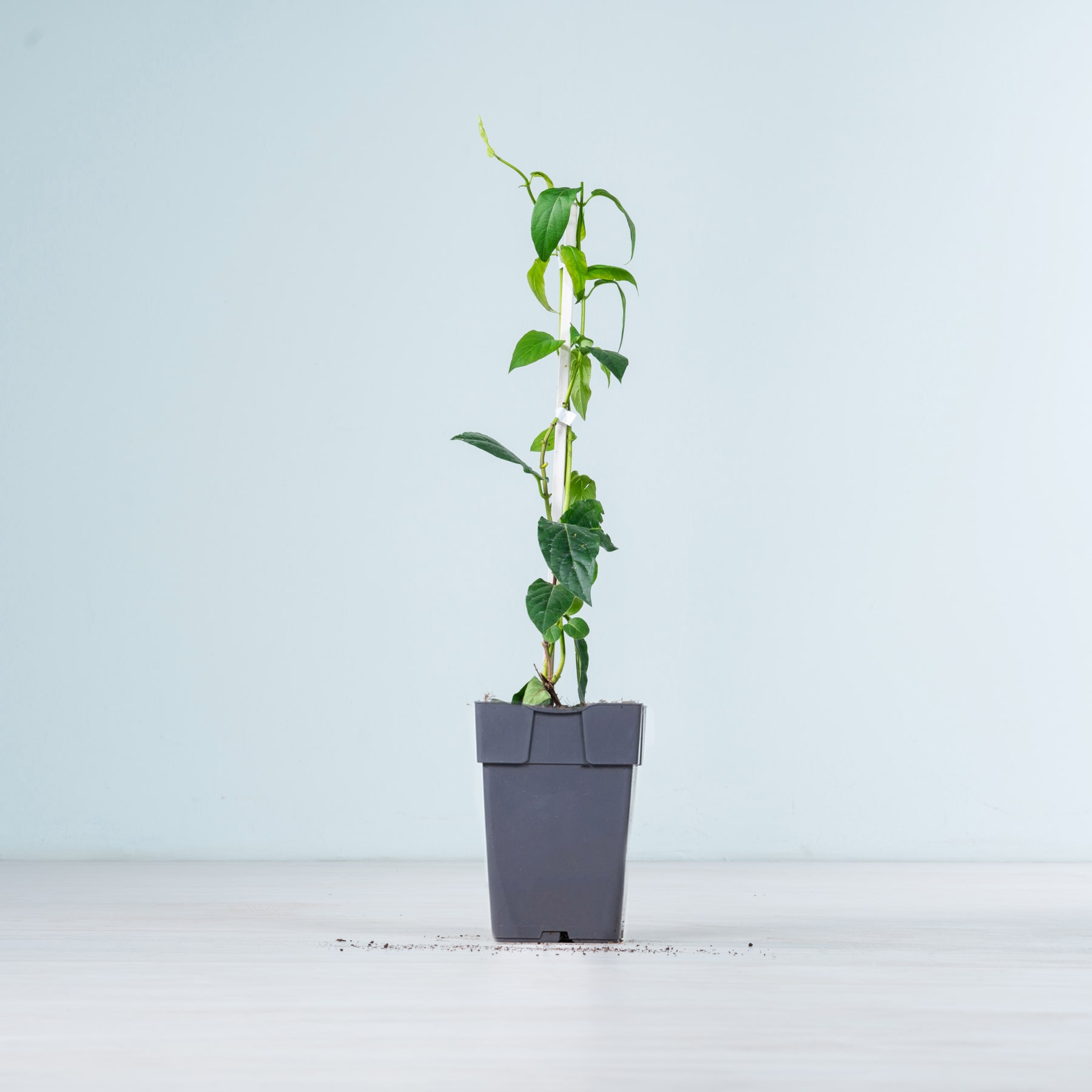 Eine grüne Pflanze mit großen Blättern, die in einem schwarzen Blumentopf vor einem schlichten hellblauen Hintergrund wächst.