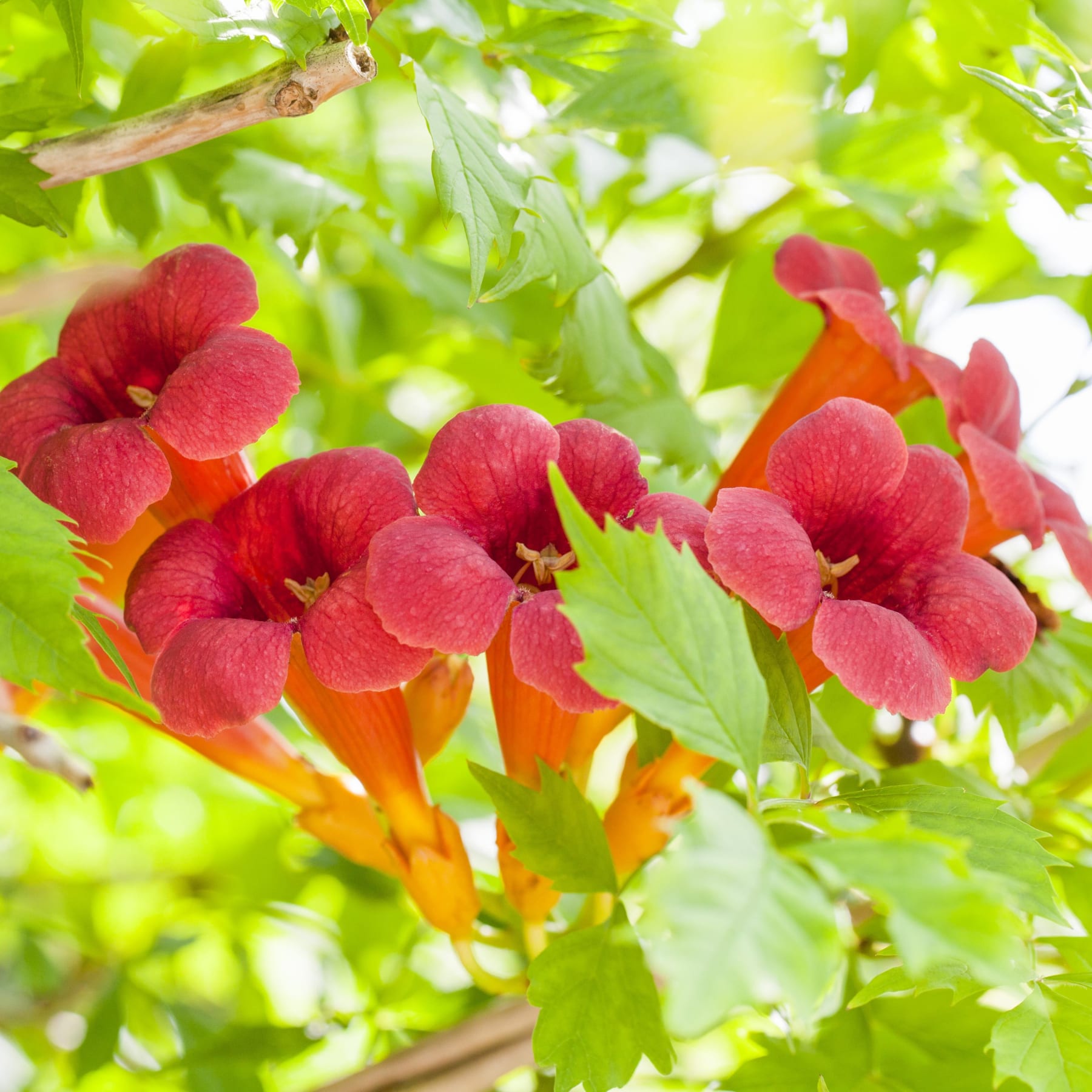 Kräftig rote und orangefarbene, trompetenförmige Blüten blühen inmitten üppiger grüner Blätter und schaffen eine optisch beeindruckende und harmonische Naturszene.