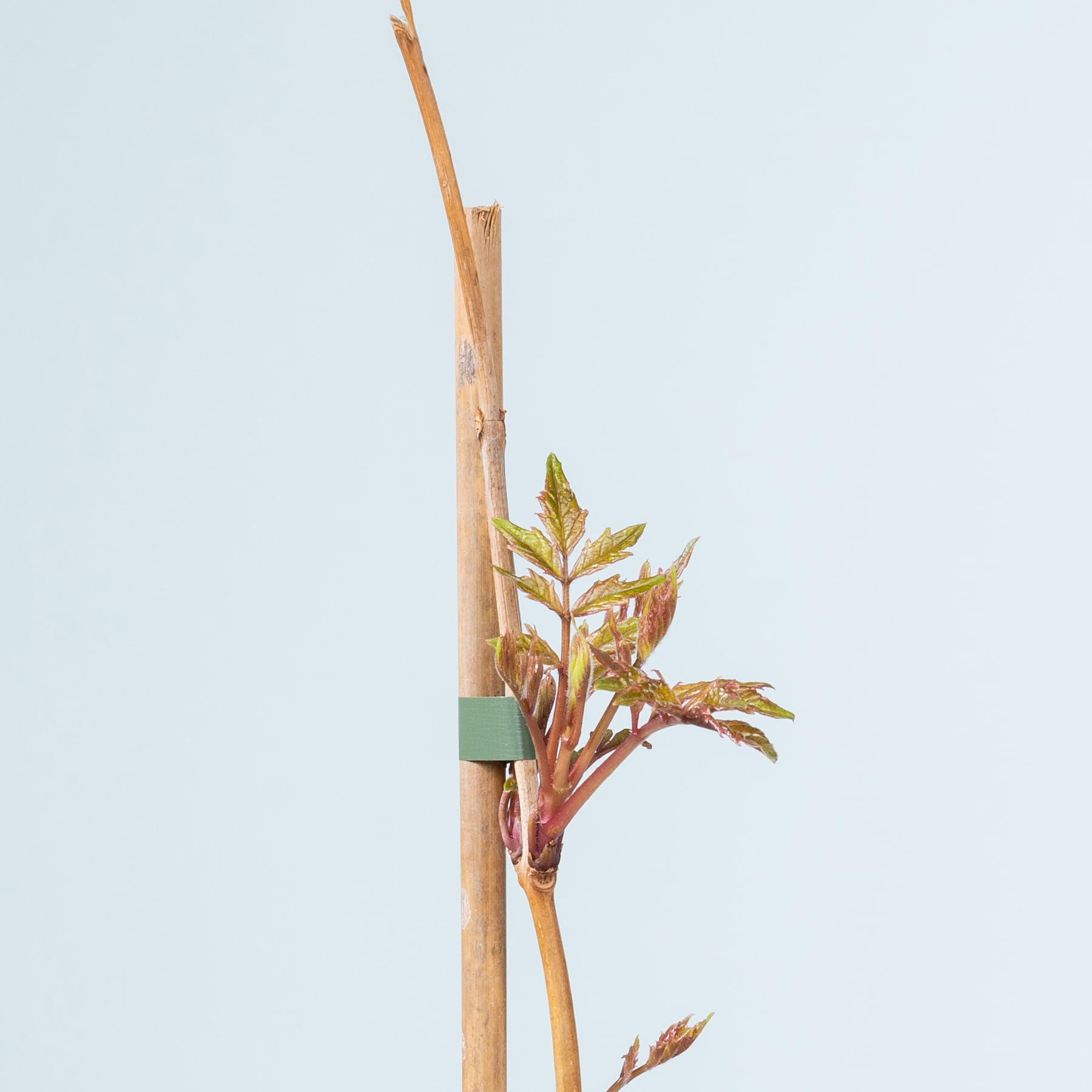 Das Bild zeigt einen Holzstab oder eine Stange mit einer daran befestigten grünen Klammer und einer leuchtenden Pflanze, aus deren Basis große, bunte Blätter wachsen.