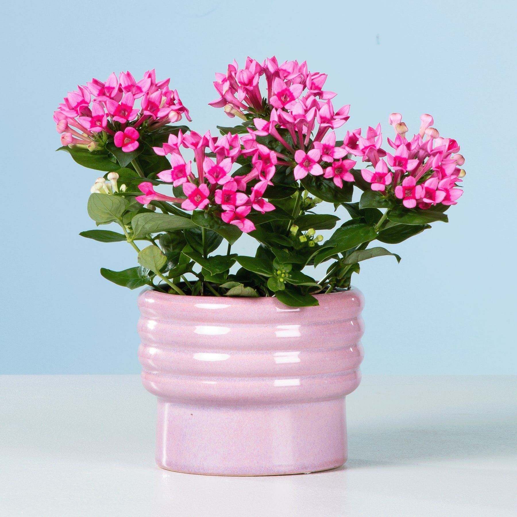 Ein leuchtender Strauß rosa Blumen in einem pastellrosa Keramiktopf steht auf einer weißen Fläche vor einem hellblauen Hintergrund.