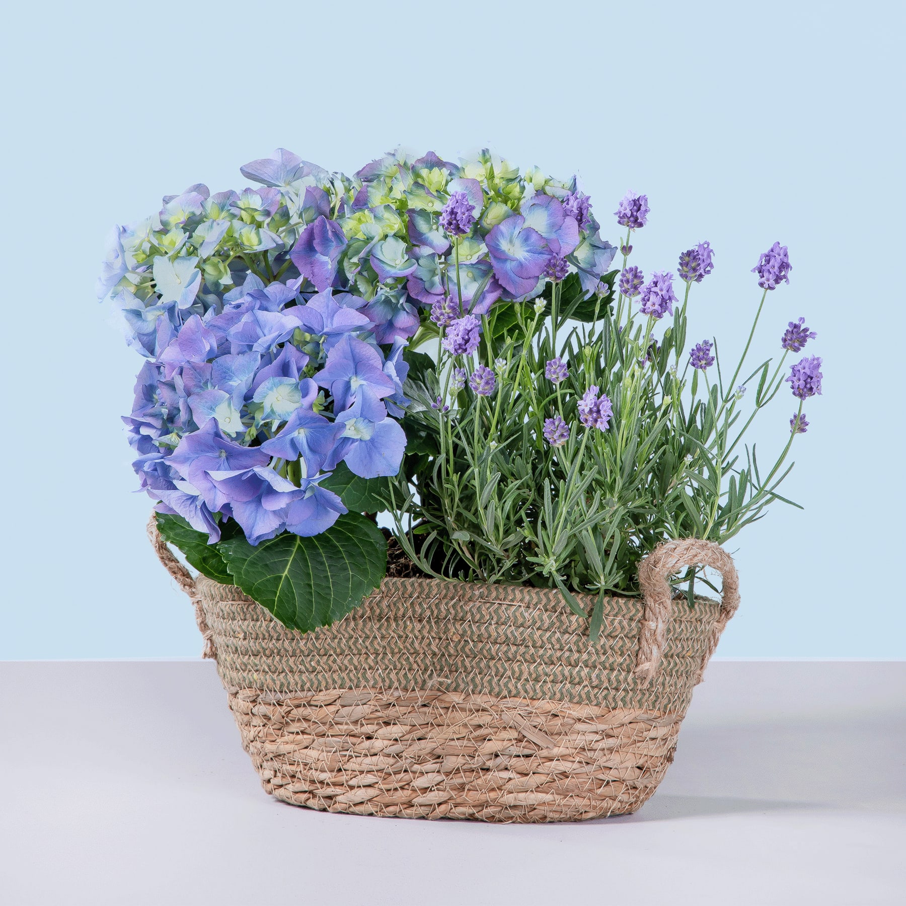 Ein geflochtener Korb, gefüllt mit einem farbenfrohen Arrangement aus violetten und grünen Blütenpflanzen vor einem hellblauen Hintergrund.