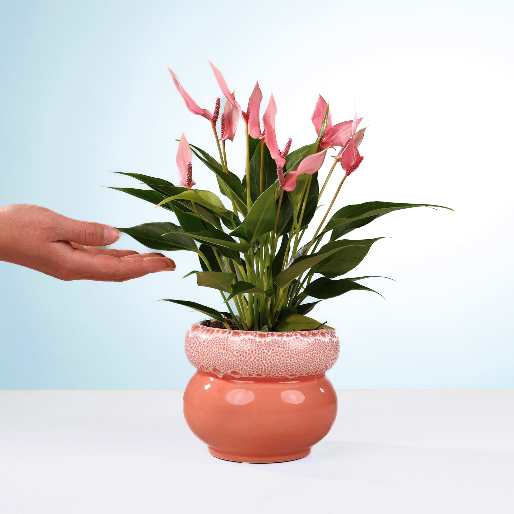 Eine Hand streckt sich nach einer Topfpflanze mit leuchtend rosa Blüten vor einem schlichten blauen Hintergrund.