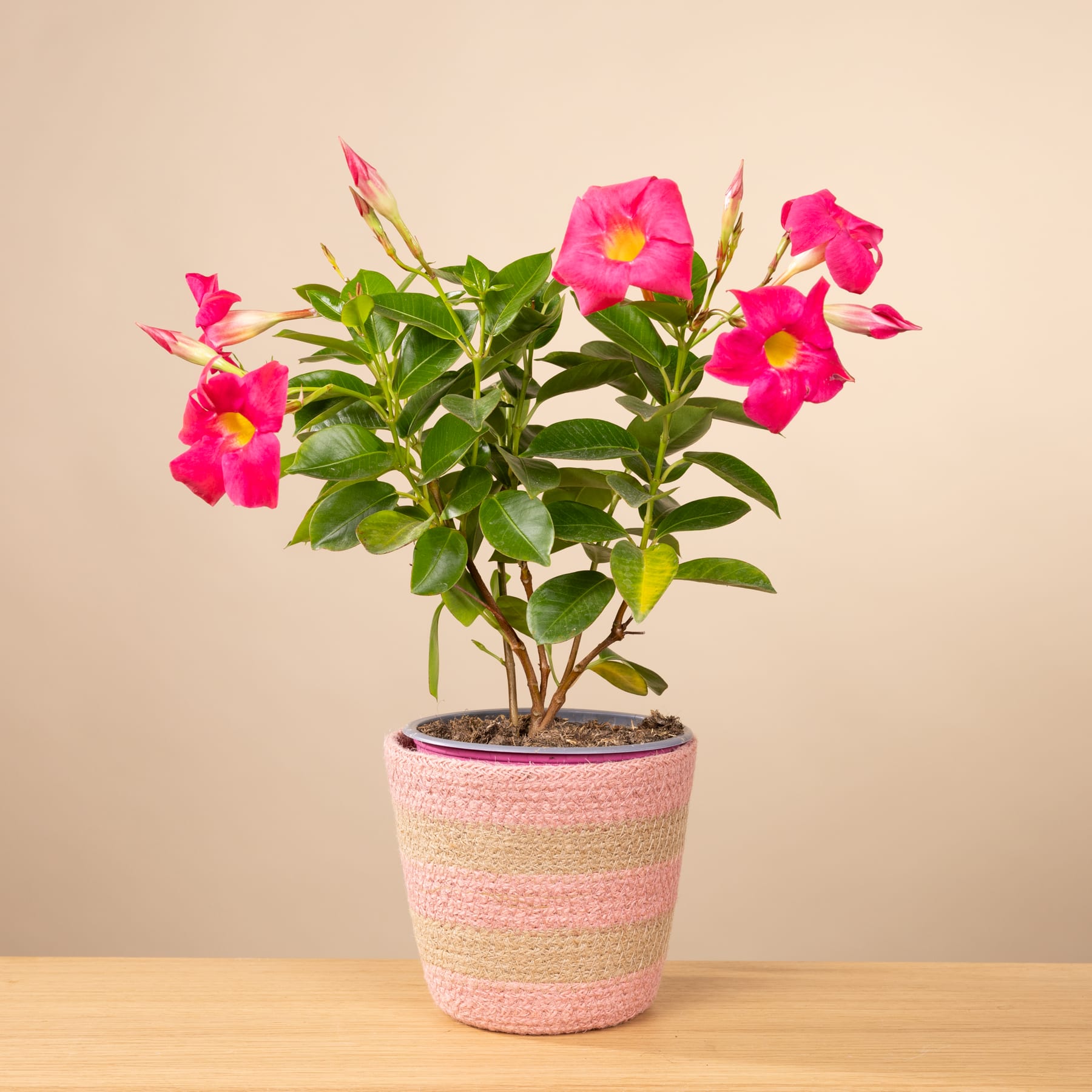 Eine leuchtend rosa und gelb blühende Pflanze in einem dekorativen Topf steht auf einer Holzoberfläche vor einem schlichten beigen Hintergrund.