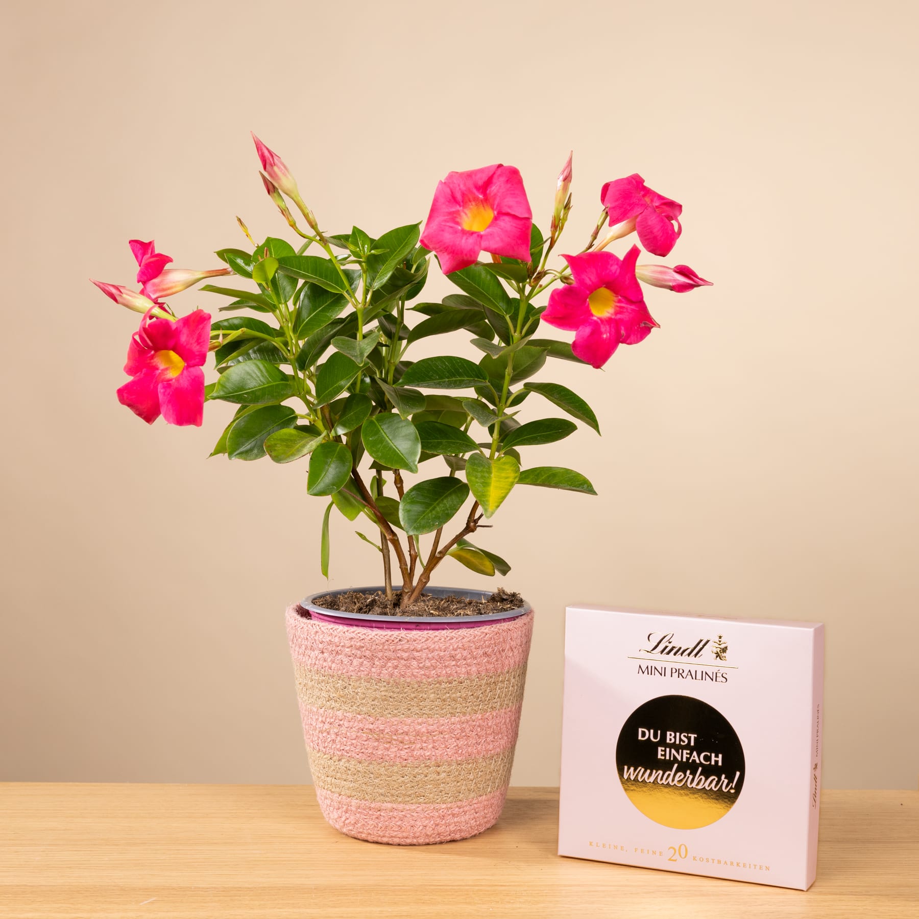 Eine leuchtend rosa und gelb blühende Pflanze in einem gestreiften Keramiktopf steht auf einem Holztisch, im Vordergrund steht eine kleine Geschenkbox.
