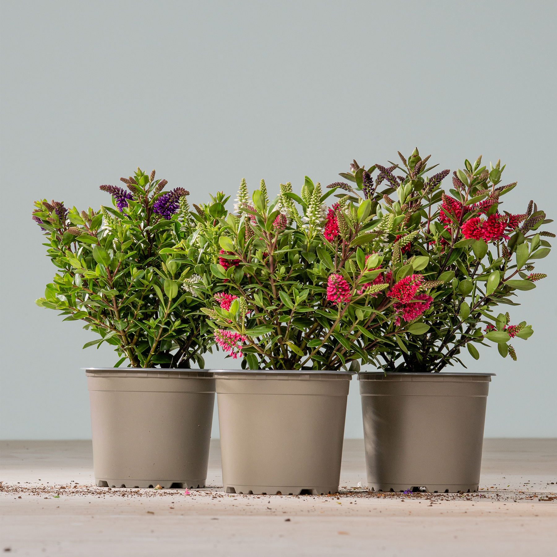 Drei Topfpflanzen mit leuchtend roten Blüten und üppigem grünem Laub stehen auf einer Holzoberfläche vor einem schlichten grauen Hintergrund.