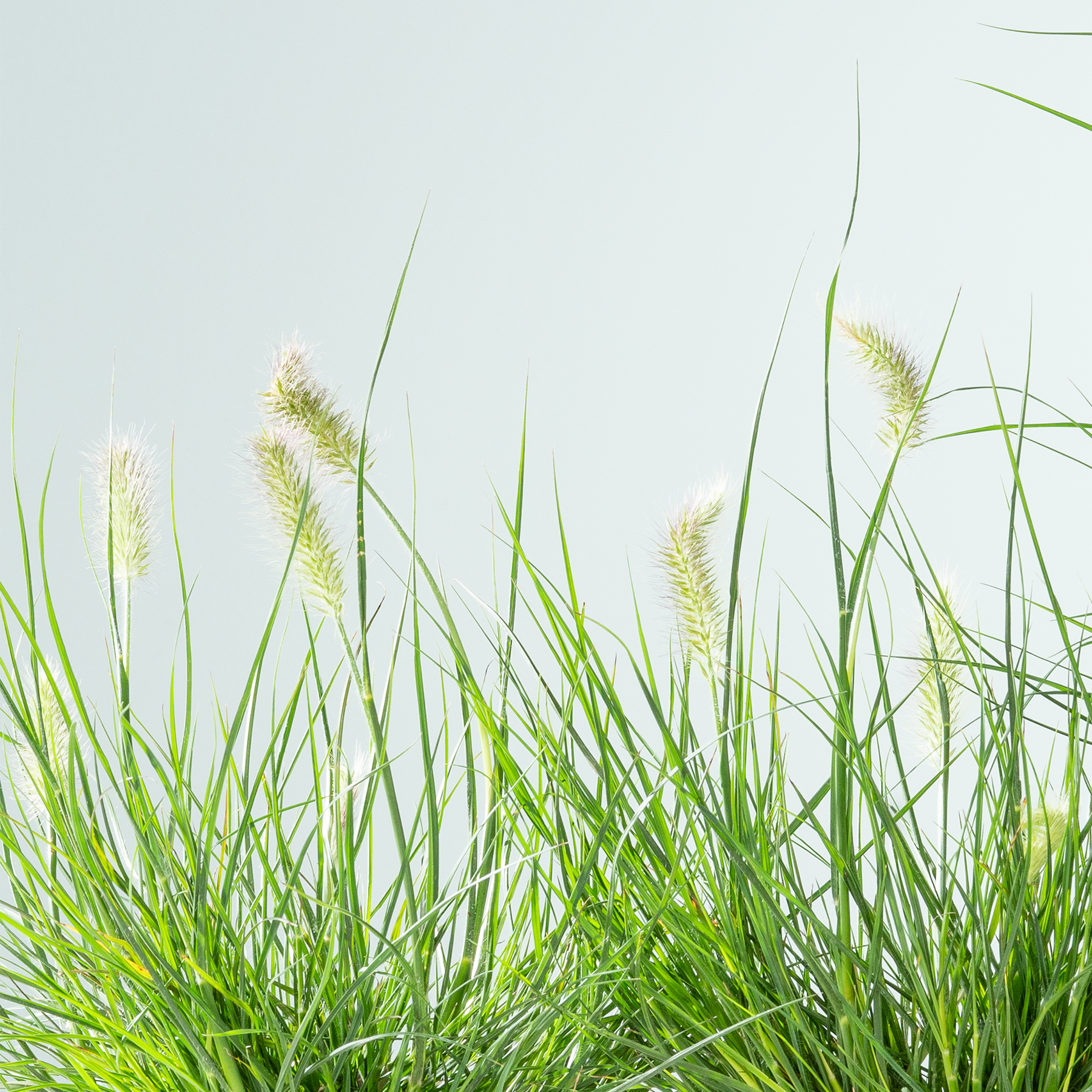 Saftiges grünes Gras mit zarten, federähnlichen Federbüschen wiegt sich sanft vor einem blassen, dunstigen Hintergrund.