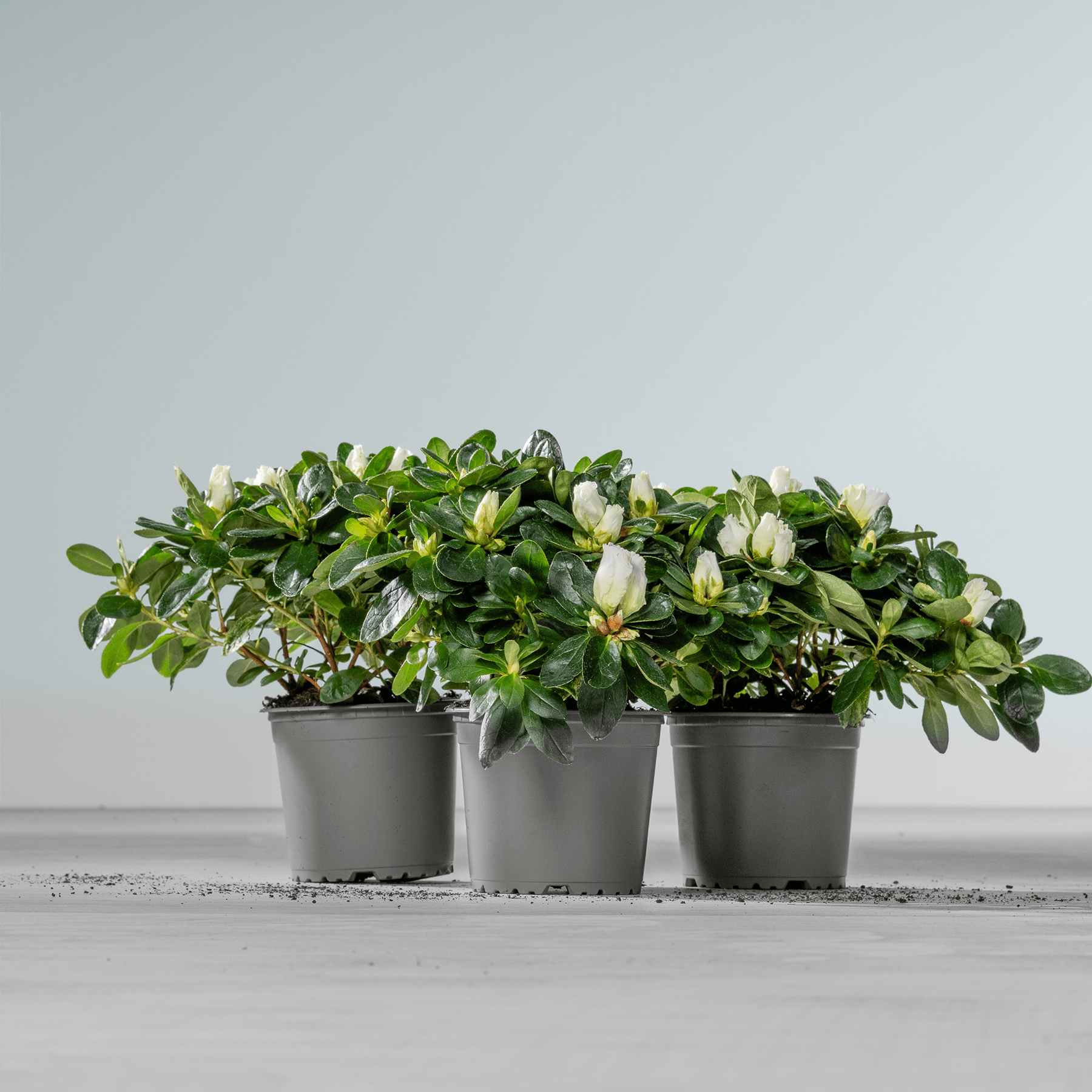 Drei Topfpflanzen mit üppigem grünem Laub und weißen Blüten stehen auf einer grauen Oberfläche vor einem schlichten hellen Hintergrund.