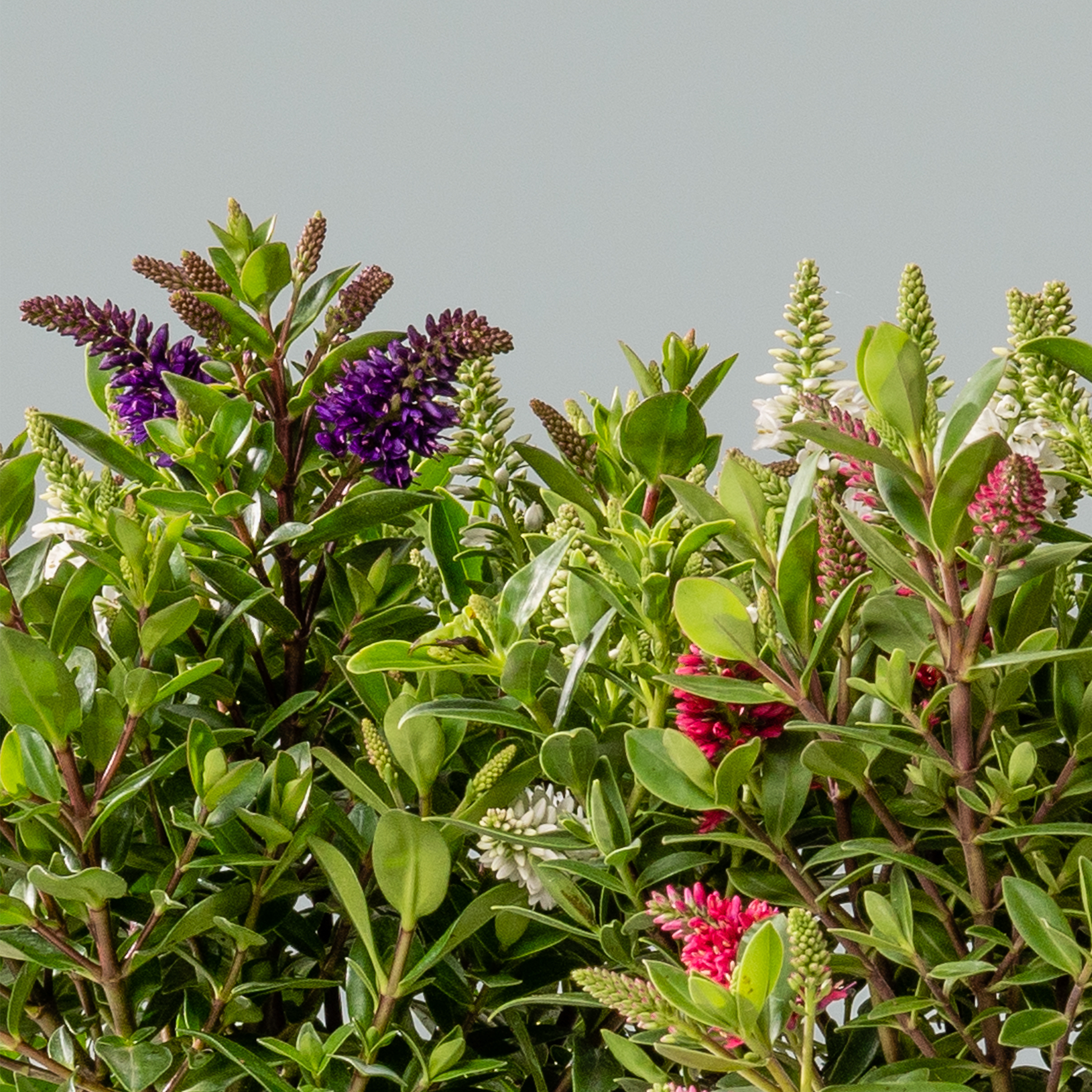 Ein üppiger, lebendiger Garten voller bunter Blumen und Blätter, darunter violette Blüten, grüne Blätter und rote Akzente vor einem hellgrauen Himmel.