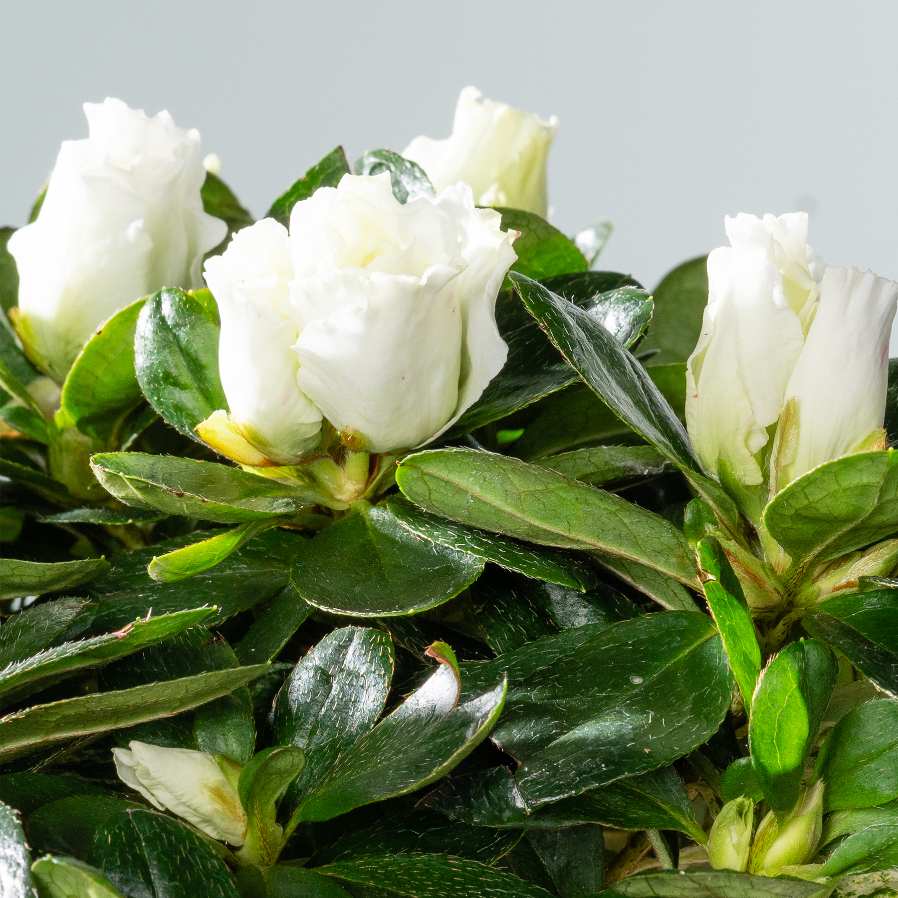 Ein Strauß wunderschöner weißer Rosen mit grünen Blättern vor hellgrauem Hintergrund.