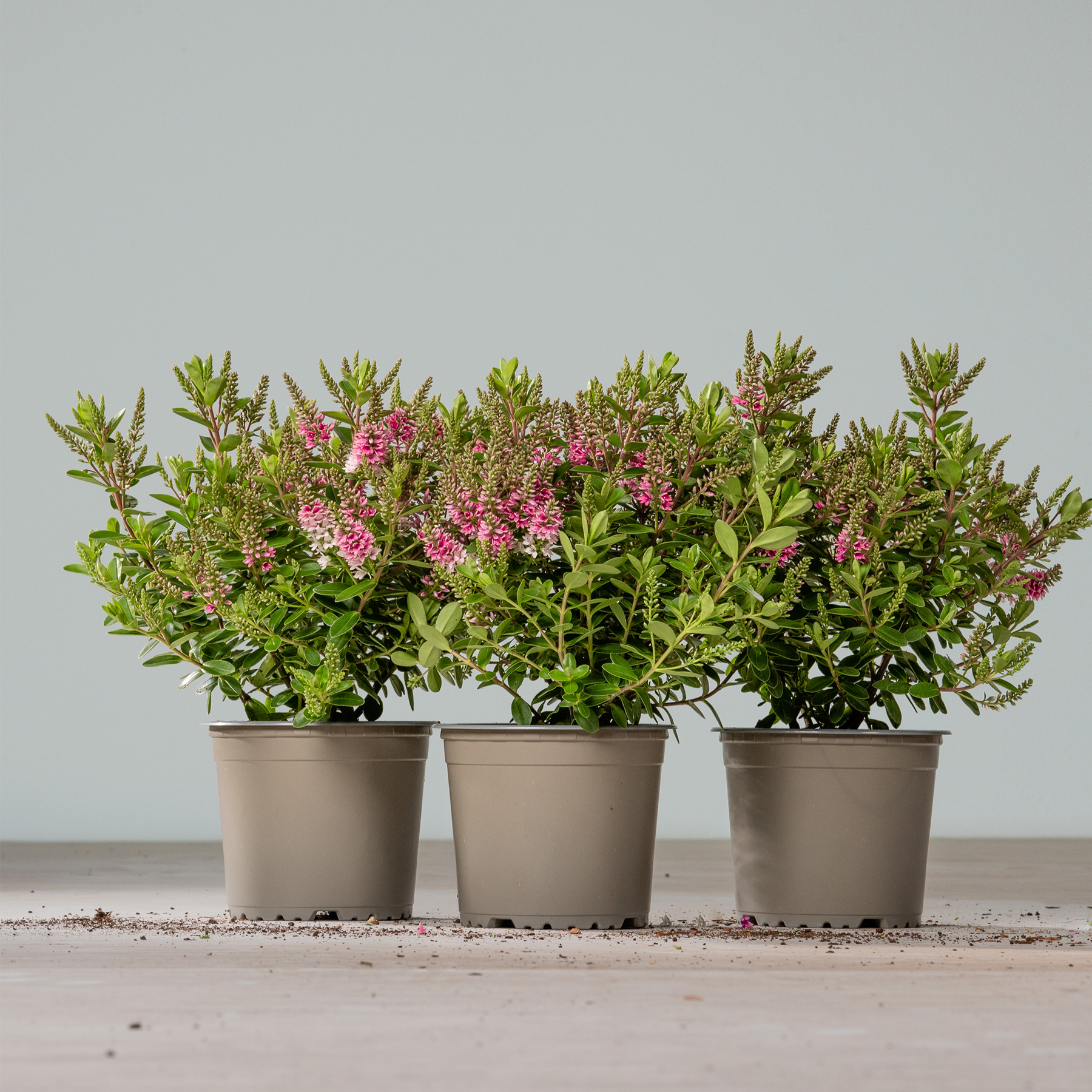 Drei Topfpflanzen mit üppigem grünem Laub und kleinen rosa Blüten stehen auf einer Holzoberfläche vor einem schlichten grauen Hintergrund.
