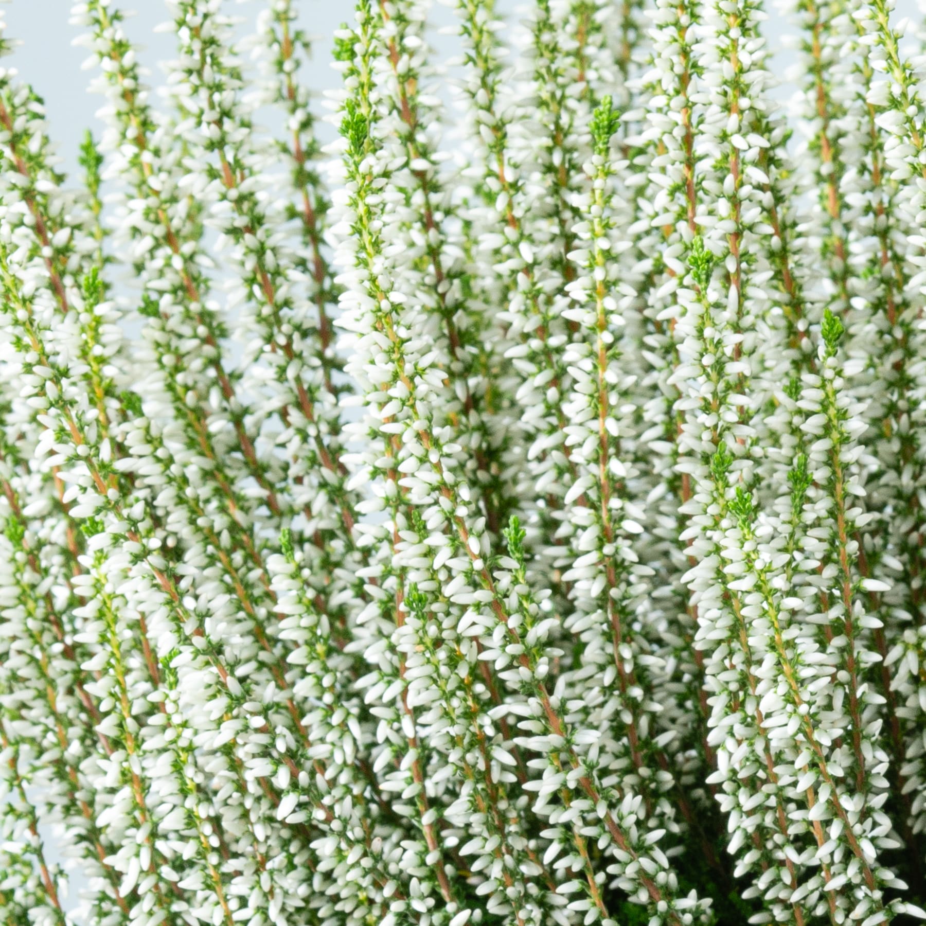 Eine dichte Ansammlung kleiner weißer Blüten mit grünen Stielen und Blättern füllt den Rahmen und schafft eine lebendige und üppige Naturszene.
