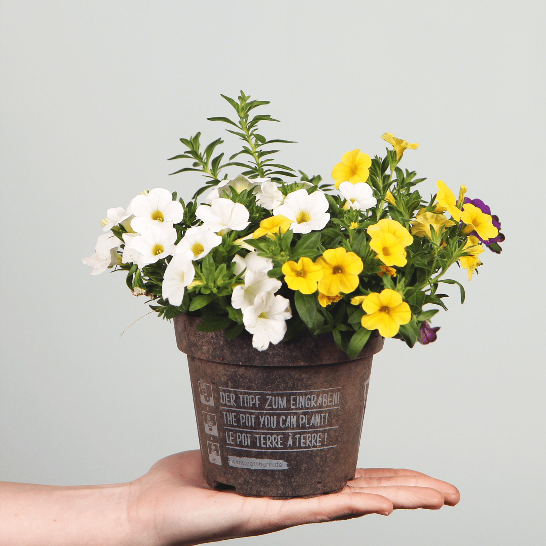 Eine Hand hält einen rustikalen Blumentopf aus Holz, gefüllt mit einem farbenfrohen Arrangement aus weißen und gelben Blumen vor einem schlichten Hintergrund.