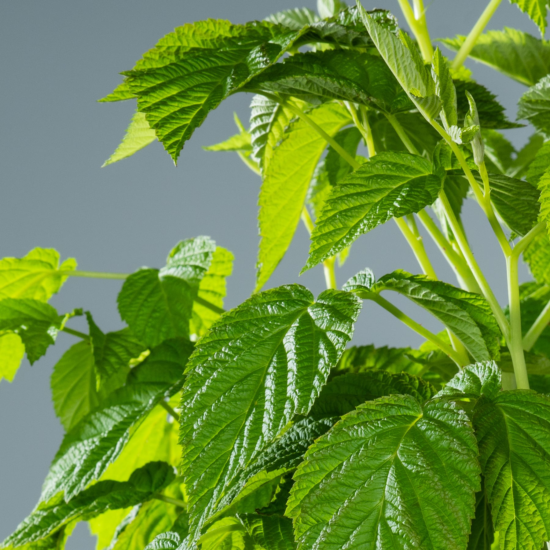 BIO Himbeere Rote 'TwoTimer Sugana®' BIO Himbeere Rote 'TwoTimer Sugana®'