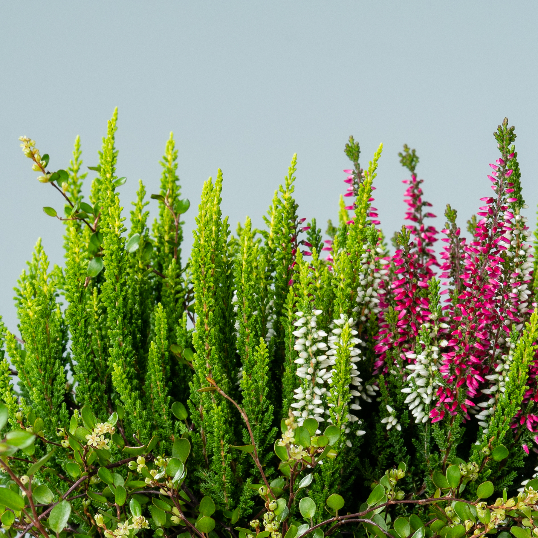 Ein lebendiges Schauspiel aus üppigem grünem Laub und bunt blühenden Blumen vor einem klaren blauen Himmel.