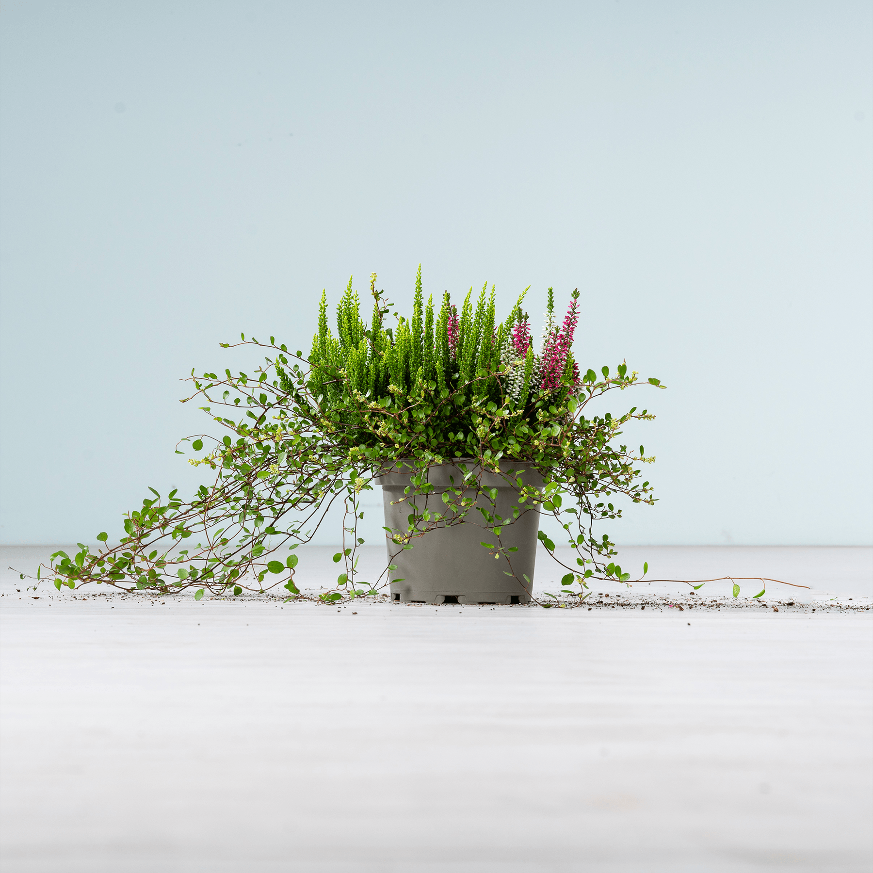 Eine Topfpflanze mit üppigem grünem Laub und leuchtend violetten Blüten steht auf einer schlichten weißen Fläche vor einem hellblauen Hintergrund.