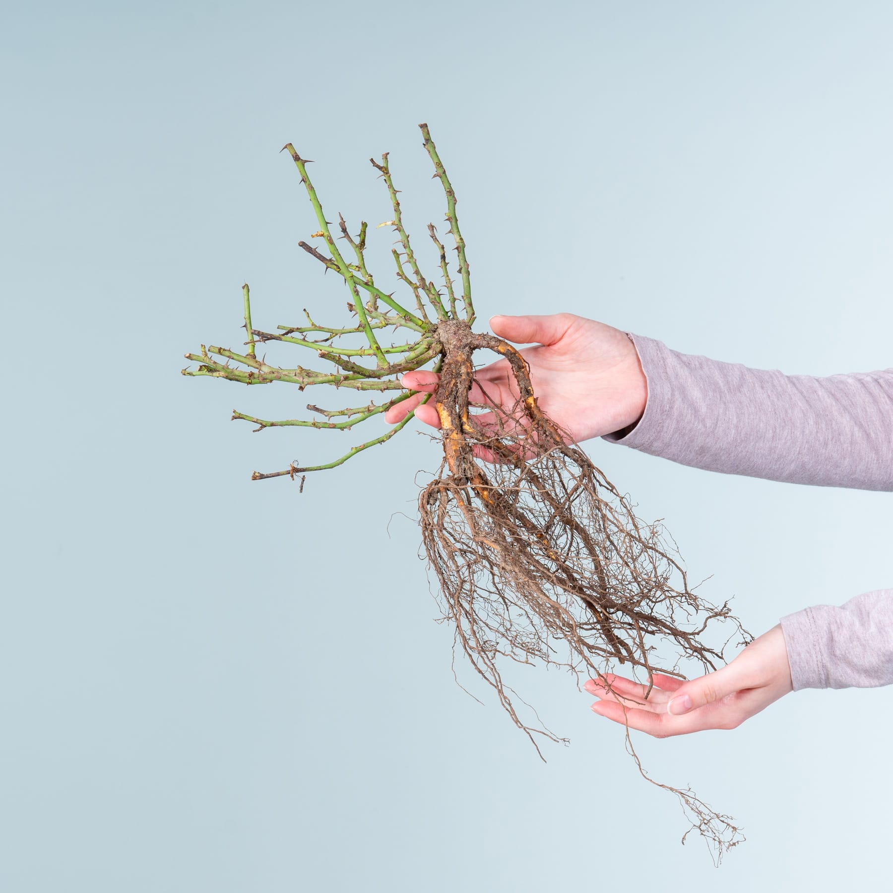 Die Hände einer Person halten vor einem schlichten blauen Hintergrund eine Pflanze mit einem verworrenen Wurzelsystem.
