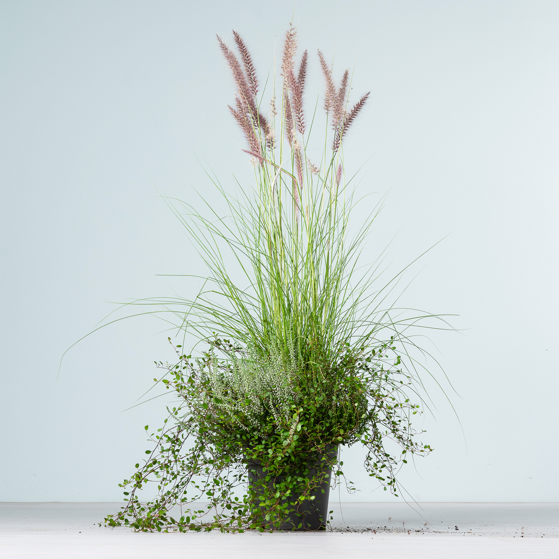 Ein üppiges, grünes Arrangement aus hohen grasähnlichen Pflanzen mit dünnen, federartigen Federbüschen im Vordergrund, vor einem schlichten, hellen Hintergrund.