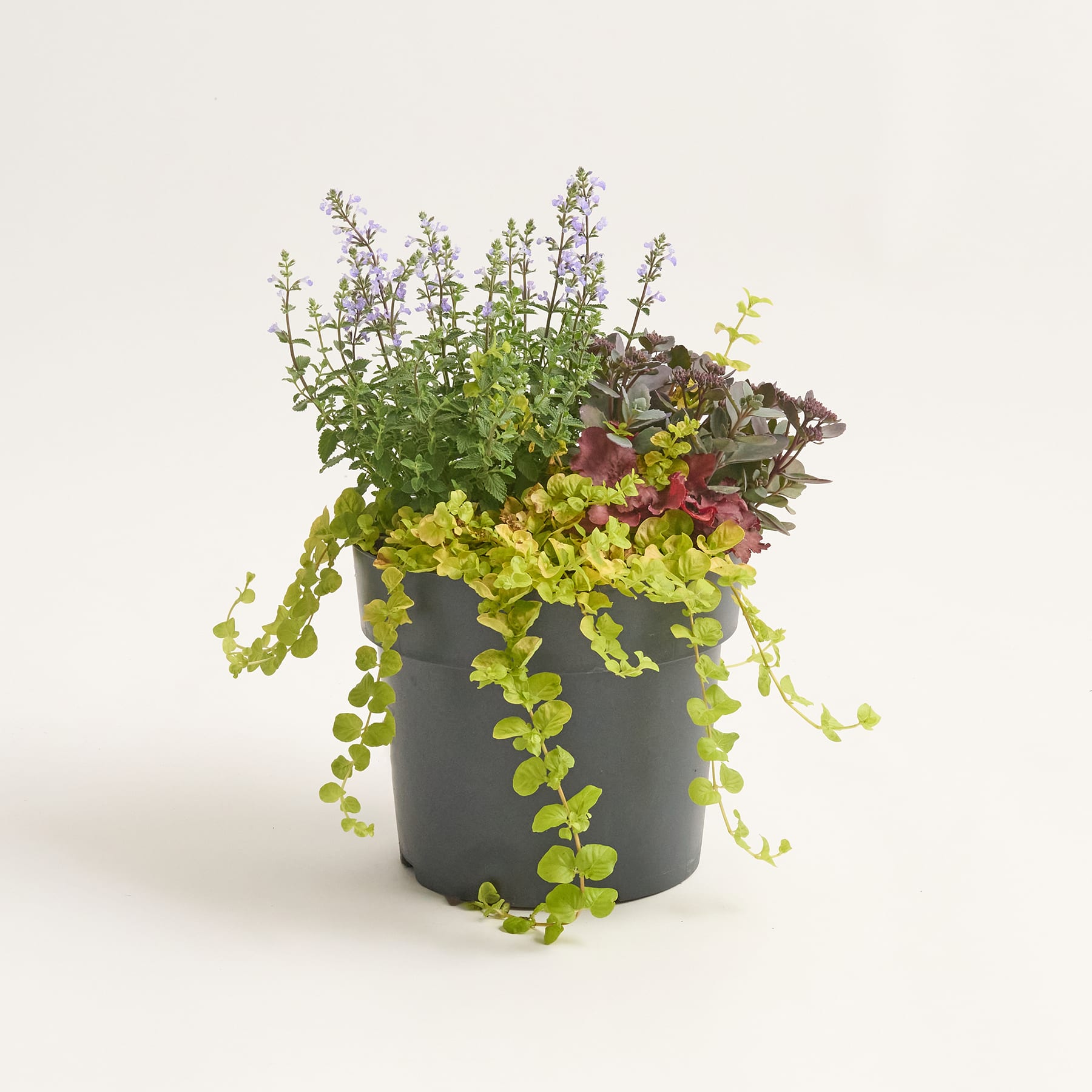 Ein grauer Blumentopf mit einer leuchtenden Mischung aus grünem, rotem und gelbem Laub steht auf einer schlichten weißen Fläche vor einem hellblauen Hintergrund.