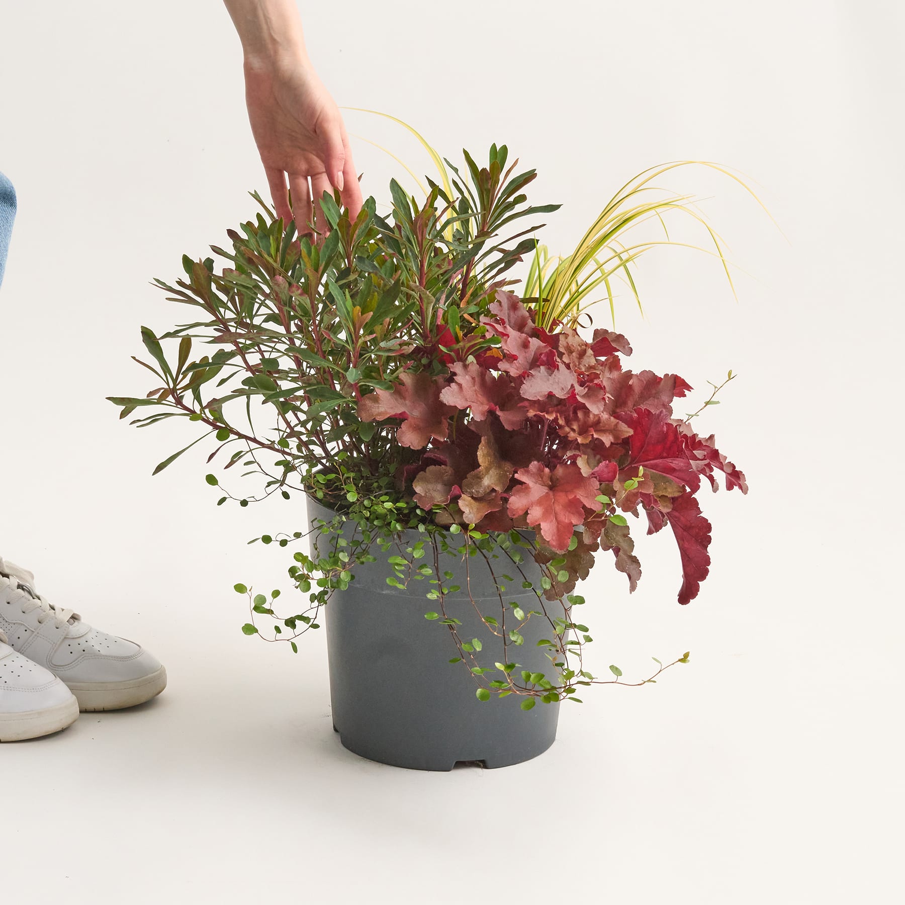 Herbstzauber® - Mix 7