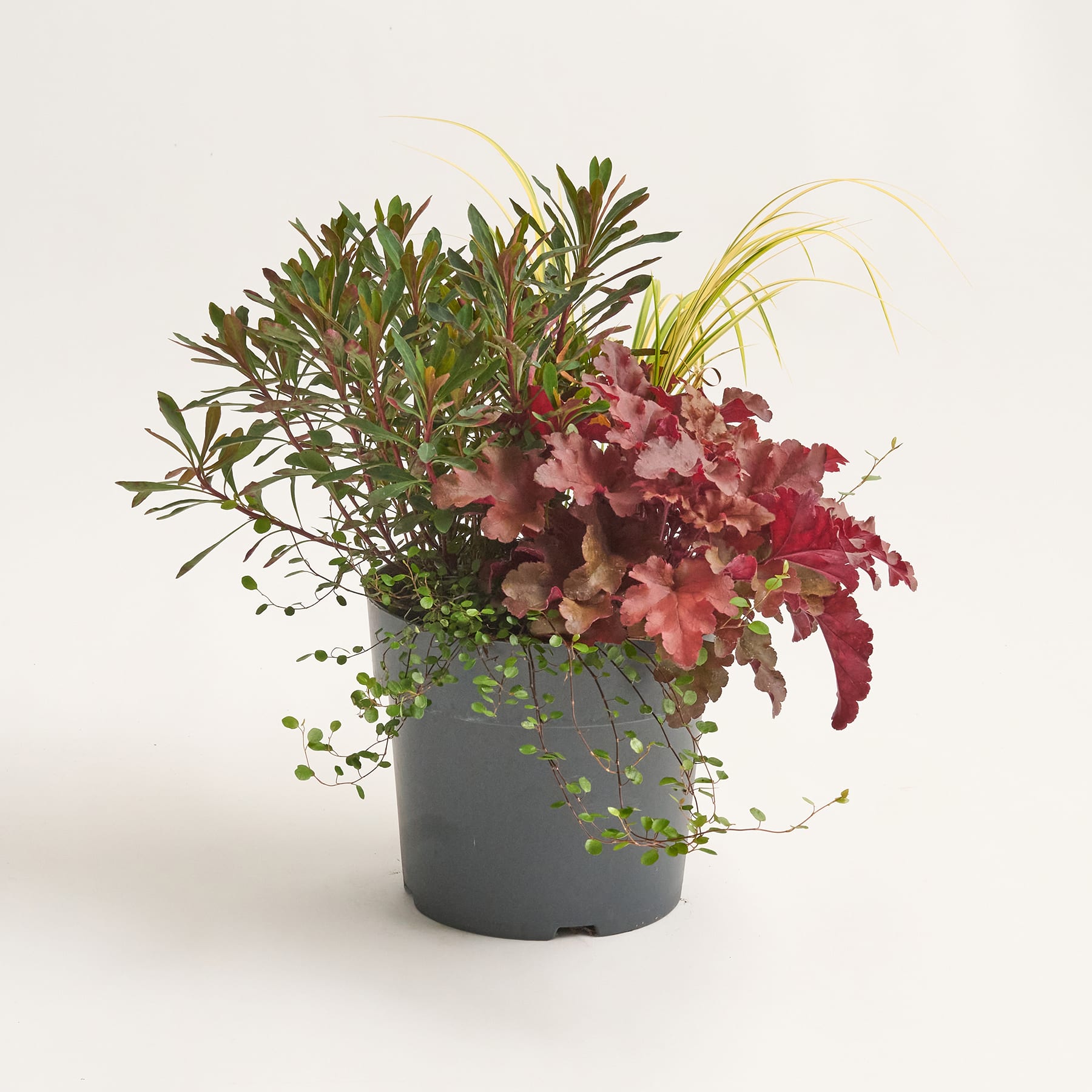 Ein Topfpflanzenarrangement mit leuchtend grünem Laub, gelben Blüten und violett gefärbten Blättern vor einem schlichten Hintergrund.