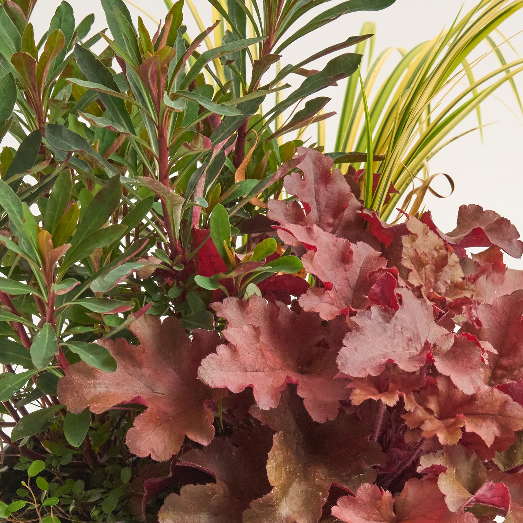 Ein lebendiges Arrangement aus üppigem grünem Laub, darunter hohe Halme und breite Blätter, ergänzt durch Büschel zarter gelber Blüten und tief purpurroter Blätter, alles vor einem neutralen Hintergrund.