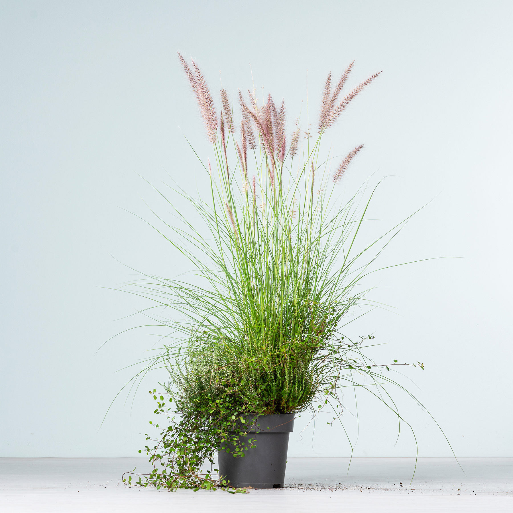 Eine Topfpflanze mit üppigem grünem Gras und zarten rosa Federn steht vor einem schlichten weißen Hintergrund.