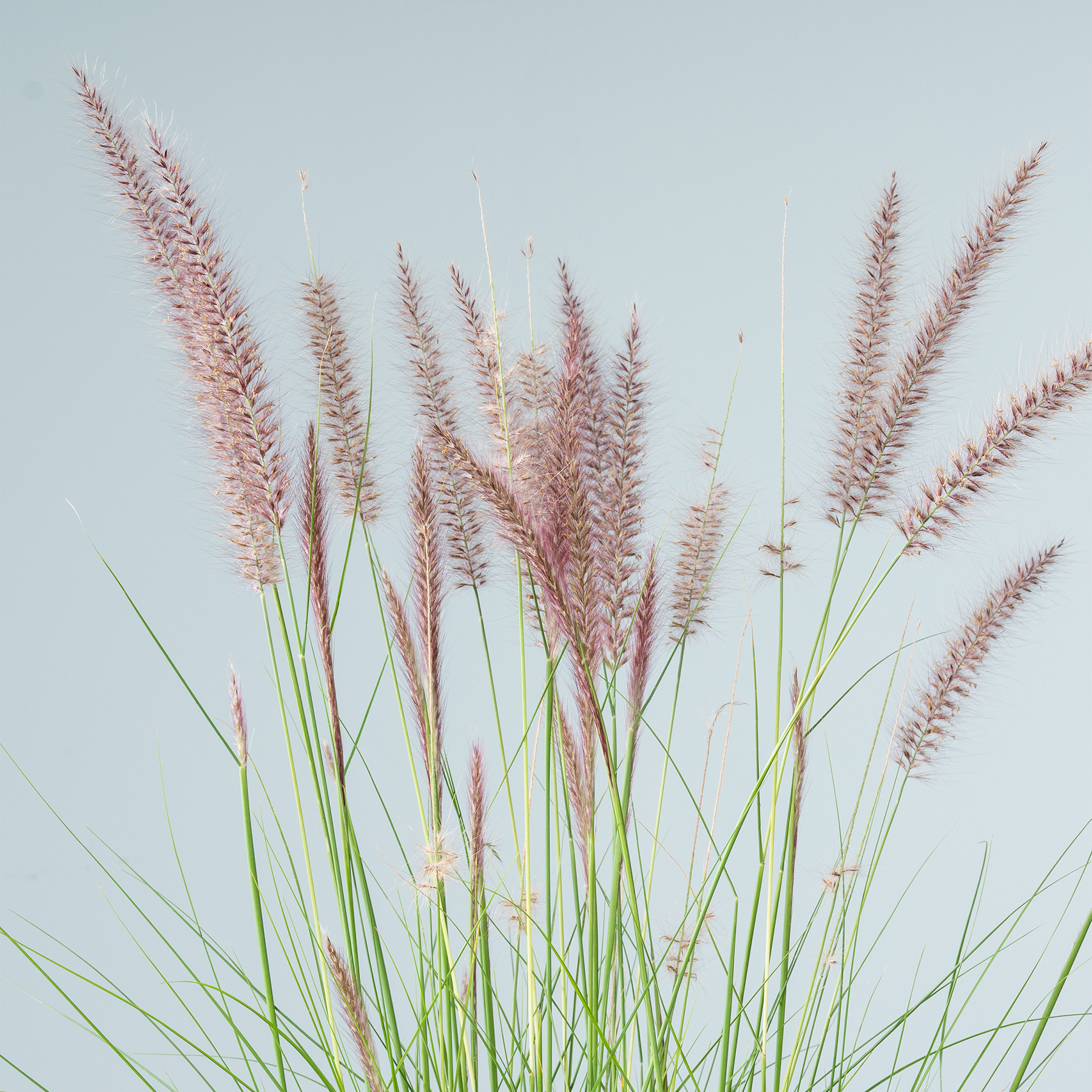 Ein Feld mit hohen, schlanken, grasähnlichen Pflanzen mit zarten, federleichten rosa-violetten Federbüscheln, die in den klaren, blauen Himmel ragen.