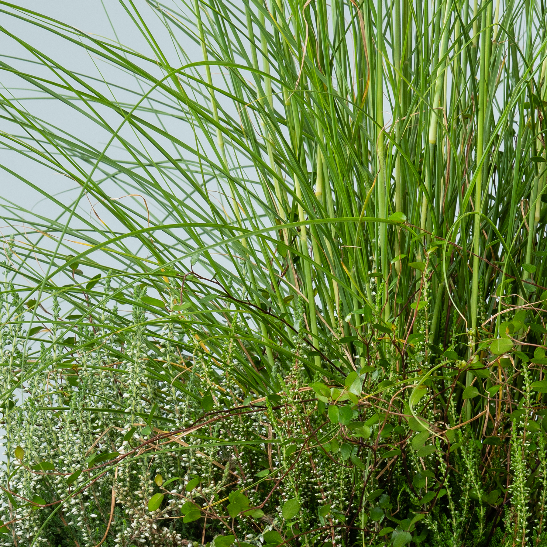 Üppiges, leuchtend grünes Gras und Laub füllen den Rahmen und schaffen eine grüne und natürliche Szene.