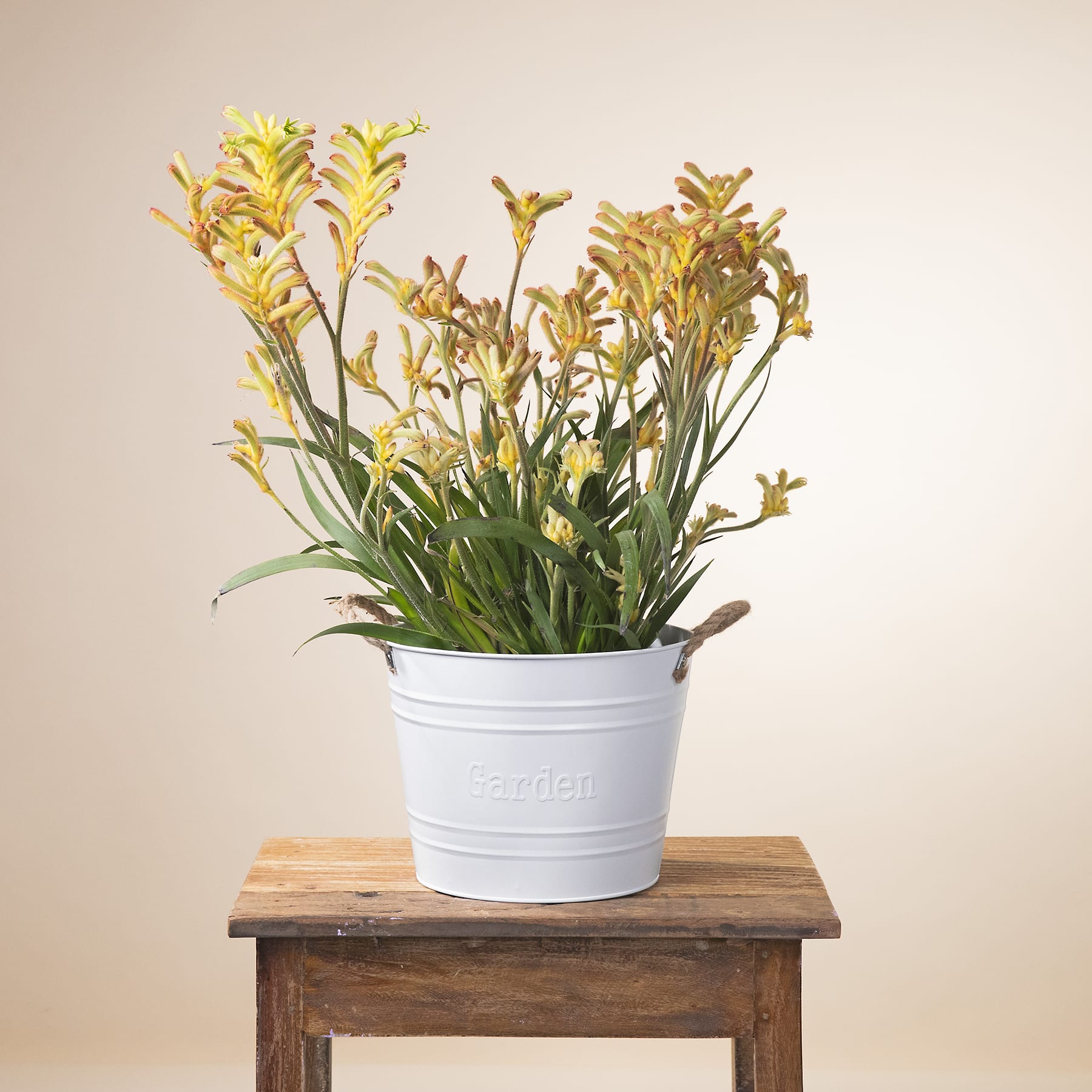 Ein weißer Keramiktopf mit leuchtend gelben Blumen steht auf einem rustikalen Holztisch vor einem schlichten beigen Hintergrund.