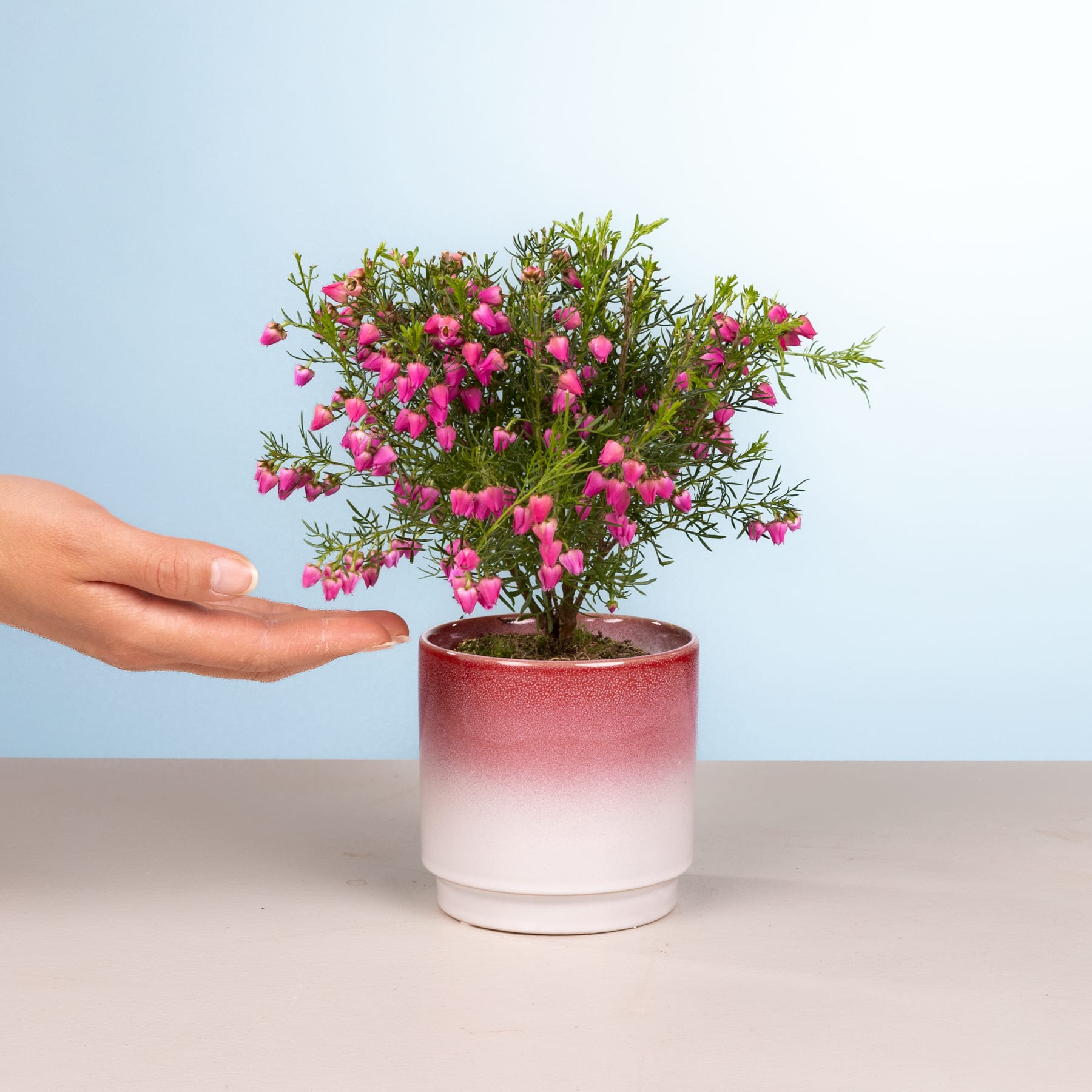 Eine Hand hält eine Topfpflanze mit leuchtend rosa Blüten vor einem hellblauen Hintergrund.
